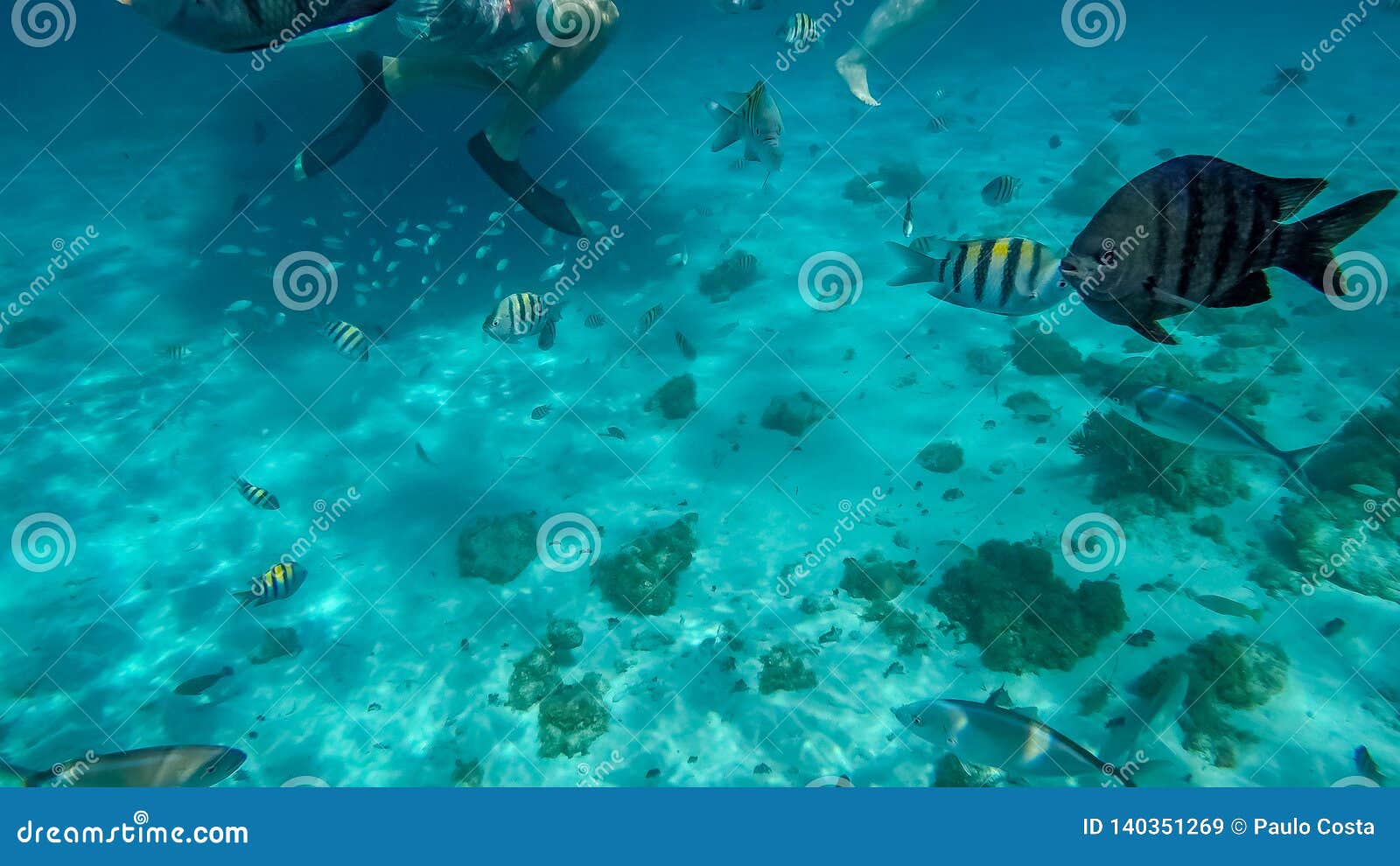 Snorkeling in the Cayman Islands Stock Image - Image of scape, coral ...