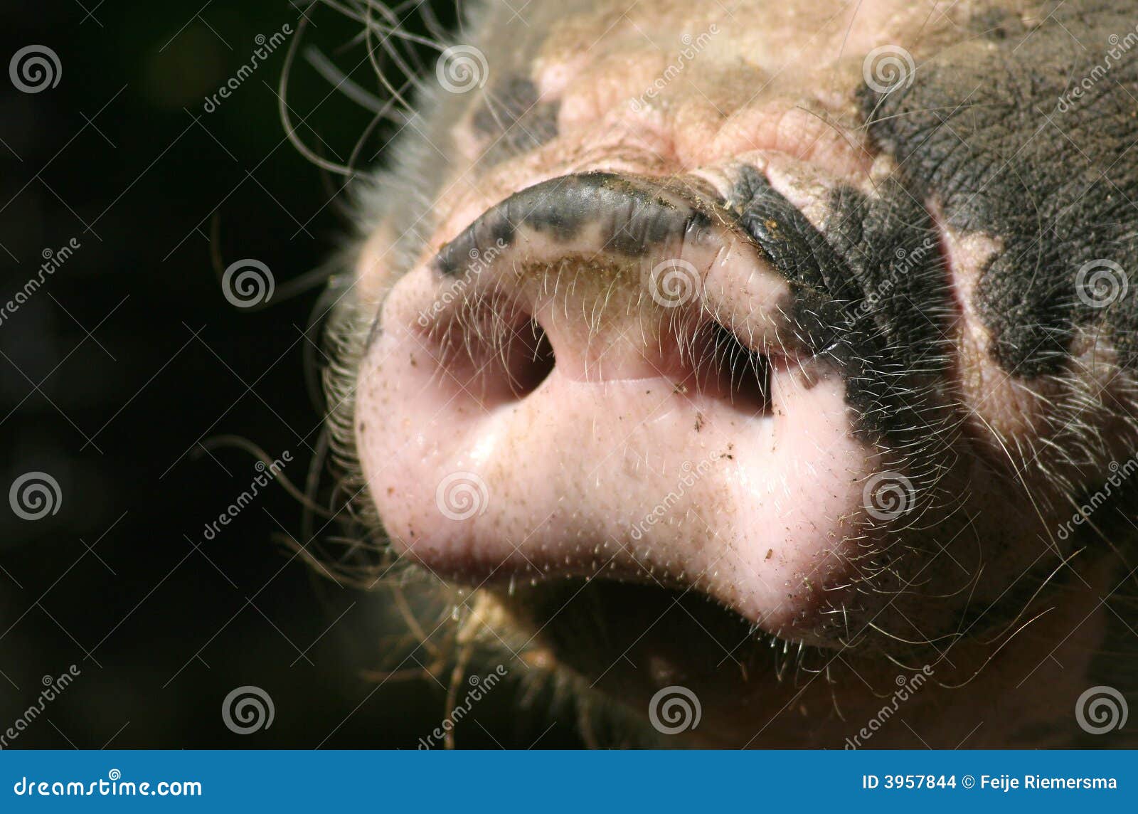 snout of a pig