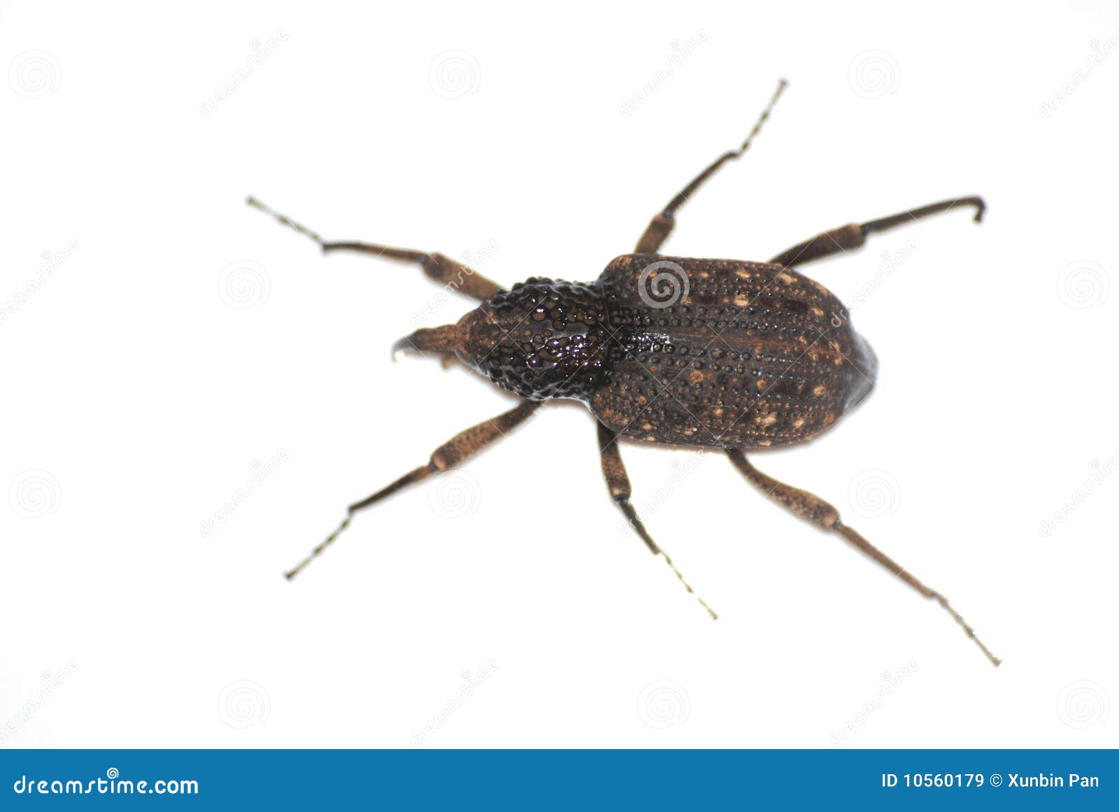 snout beetle