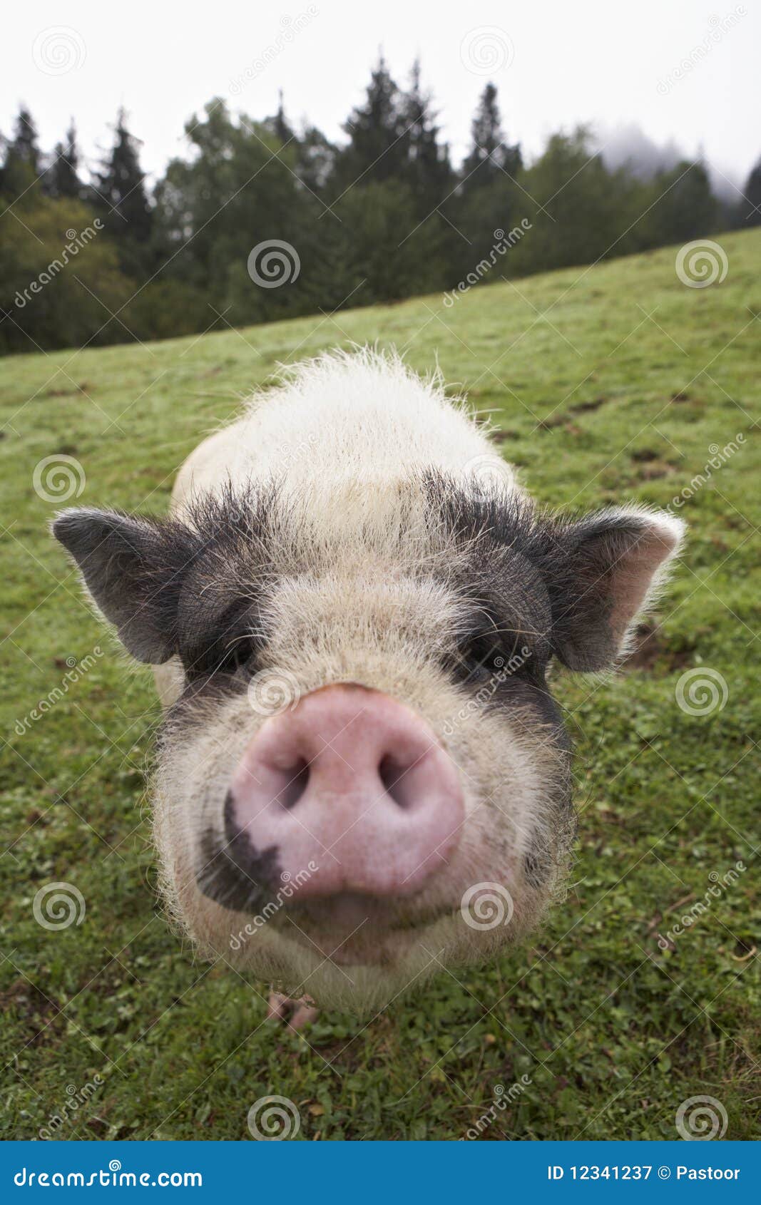 snout of domesticated pig