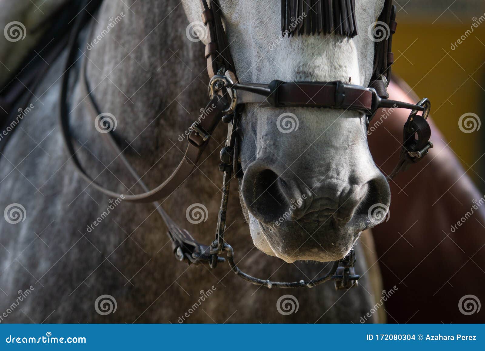 snout of a spanish horse with serreta noseband