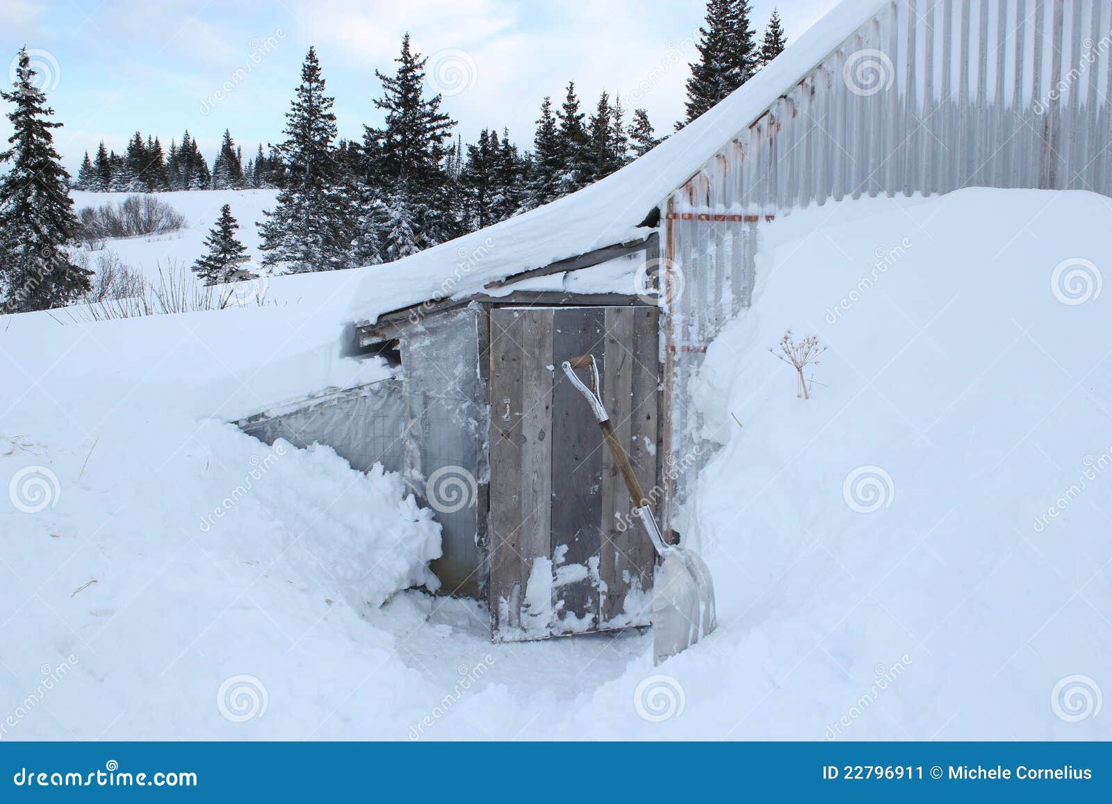 Close Coop Door In Winter Backyard Chickens