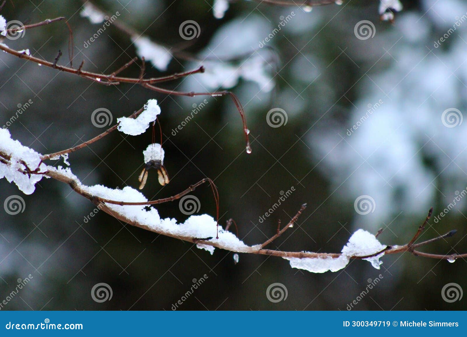 The Snow Begins To Melt from the Maple Tree Branches on a December