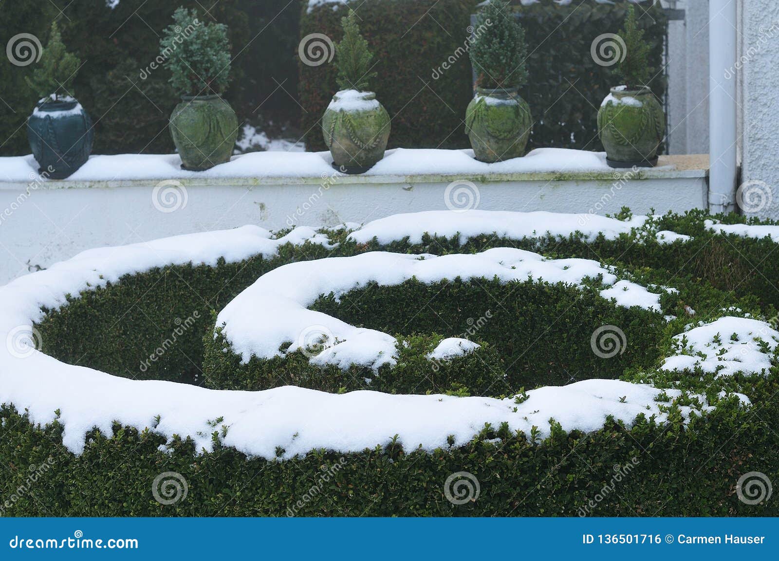 Snow on Box Hedge with Spiral Cutting Stock Photo Image of evergreen