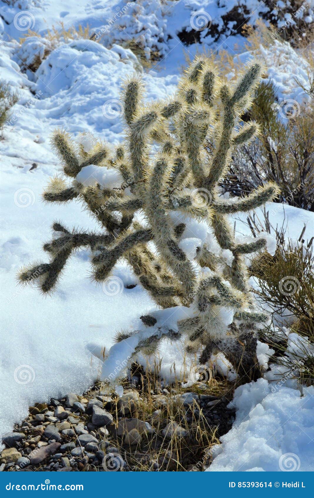 Snow Cactus stock photo. Image of cactus, lots, mountain 85393614