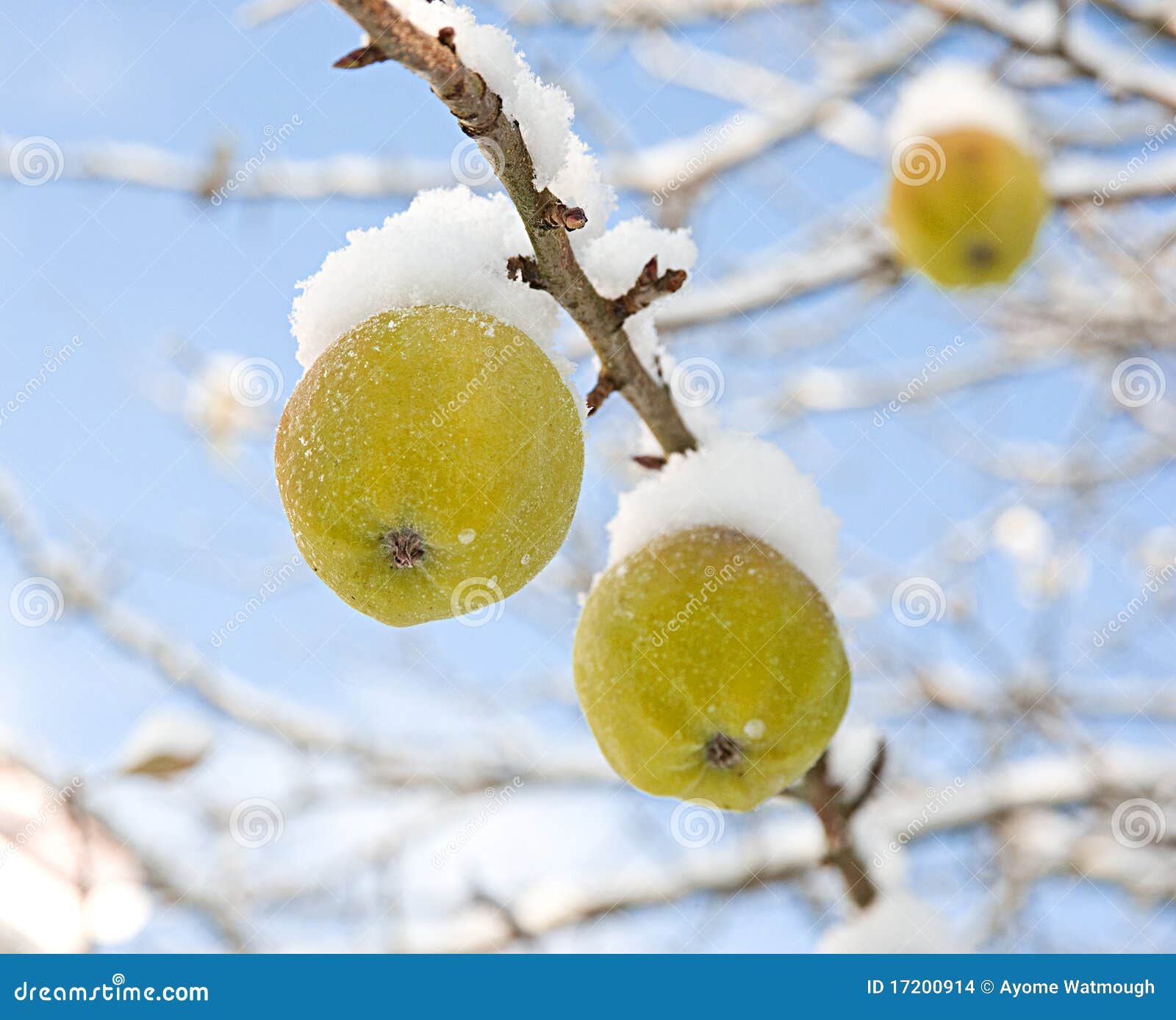 Snow capped apples. stock photo. Image of capped, global 17200914