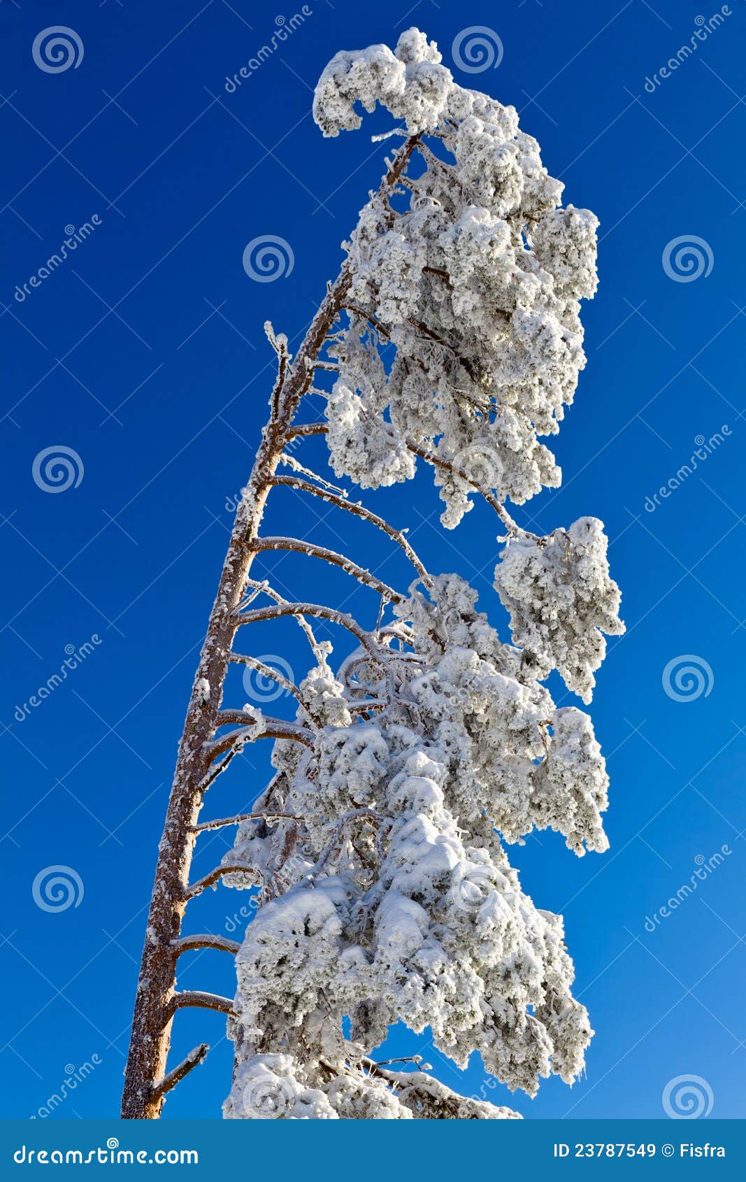 Snowcapped Fir Tree in Black Forest, Germany Stock Image Image of