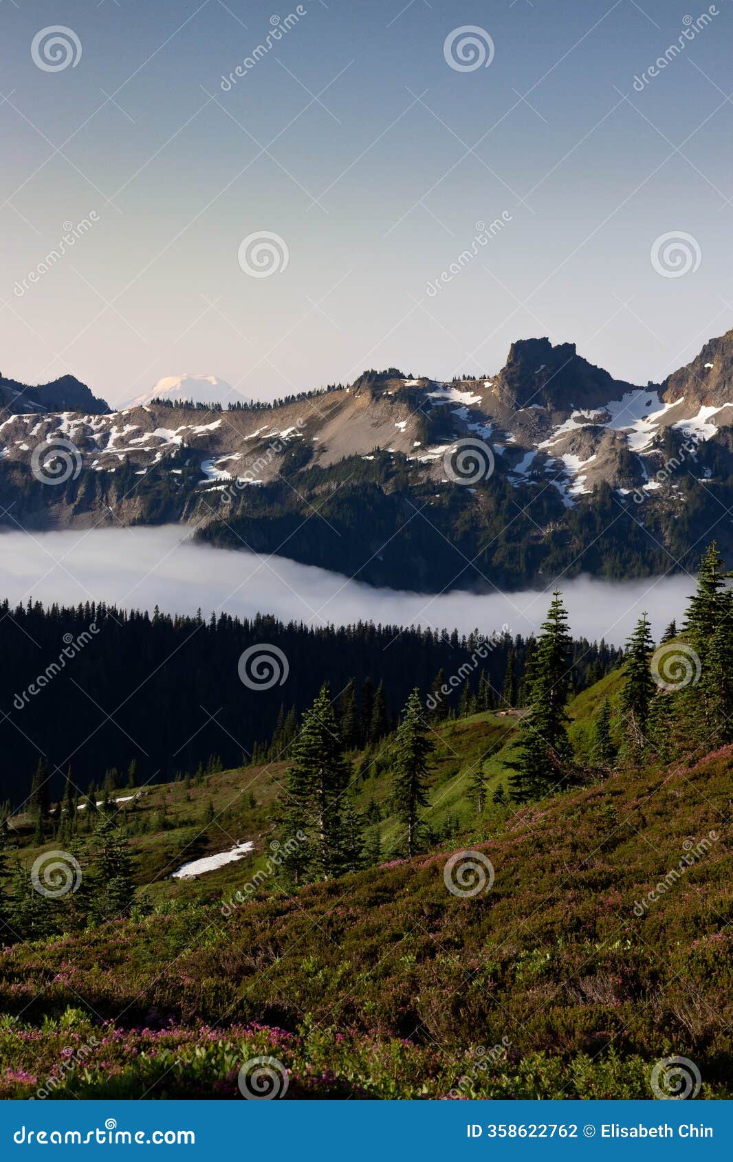 Treeline Currency Enclosure - Forest on Ecru Treeline Currency Enclosure - Forest on Ecru