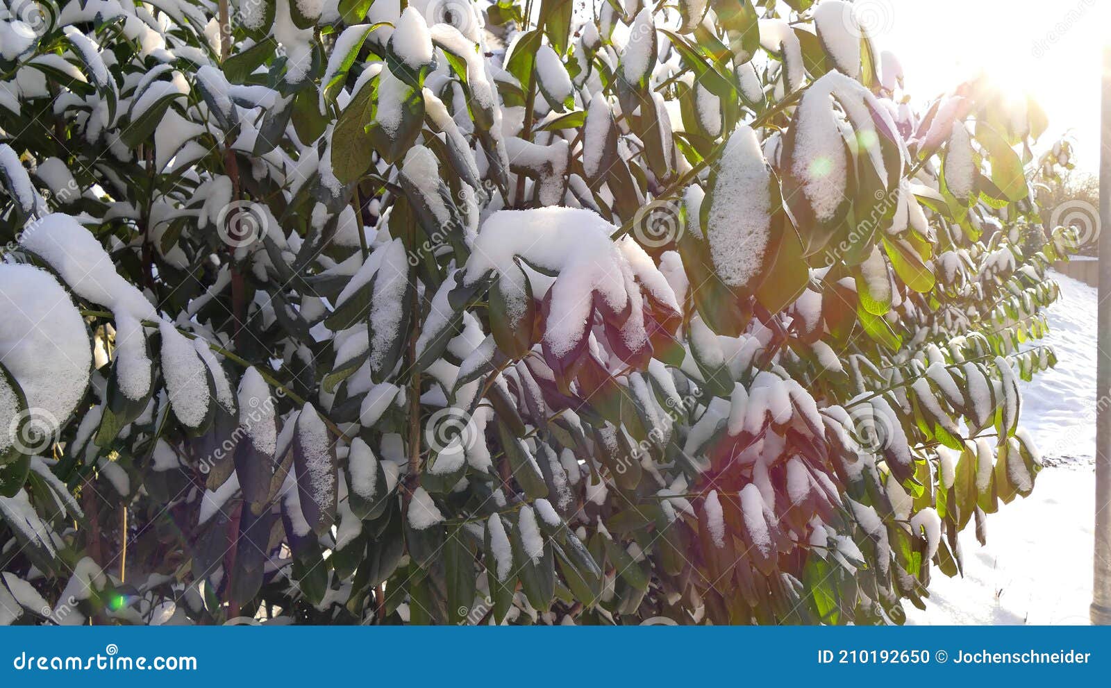 Snow Caps on a Laurel Hedge in Winter Stock Photo Image of winter