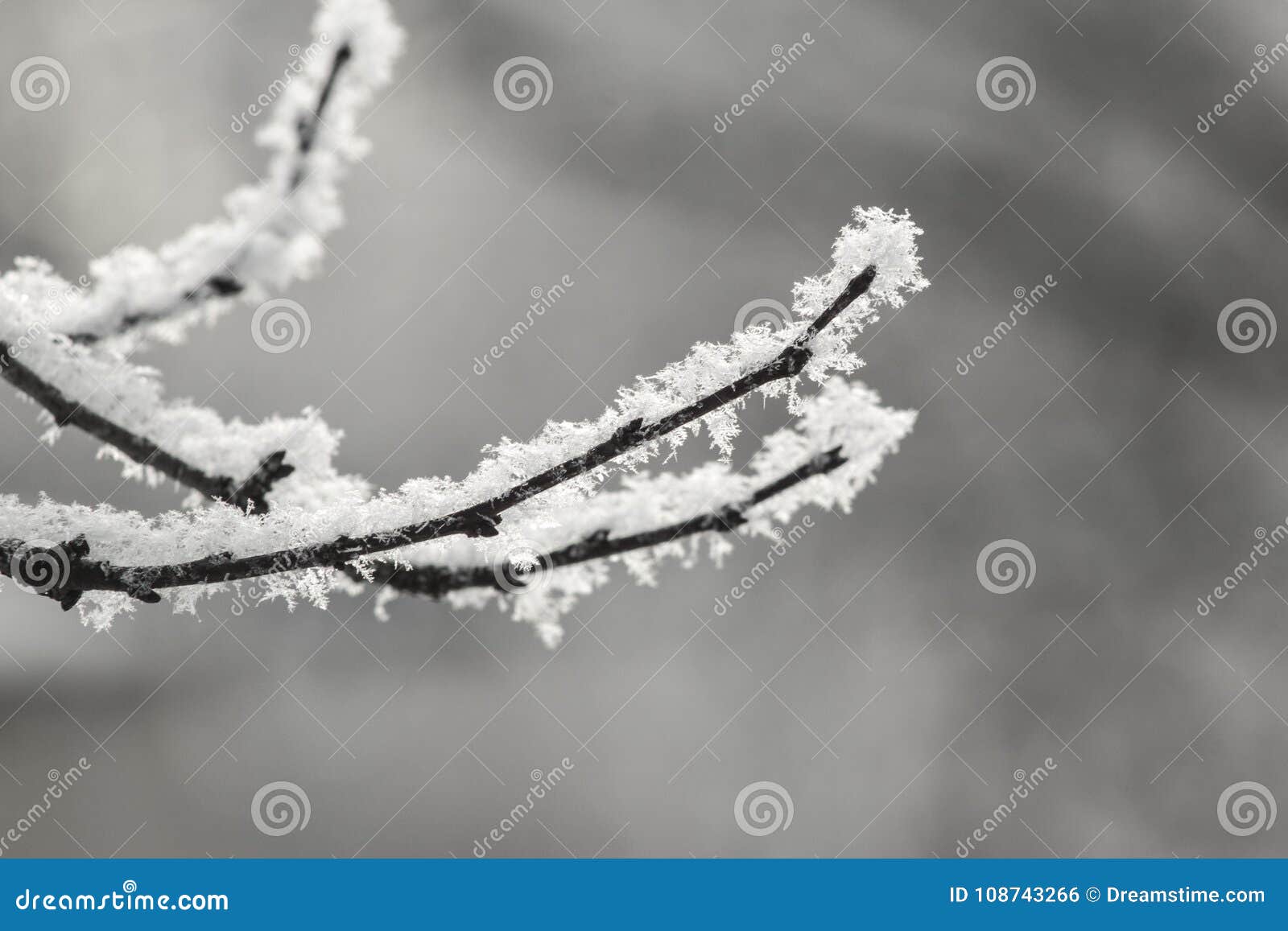 Prickly Snow-covered Pines on a Cold Winter Day Stock Photo - Image of ...