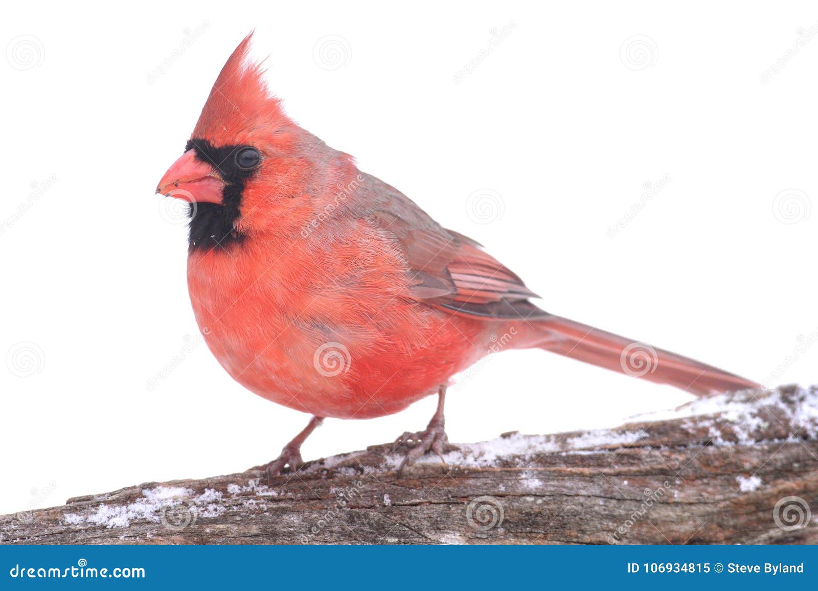 In Snow cardinal. Cardinalis cardinais do norte masculinos dos cardinalis em um ramo com neve