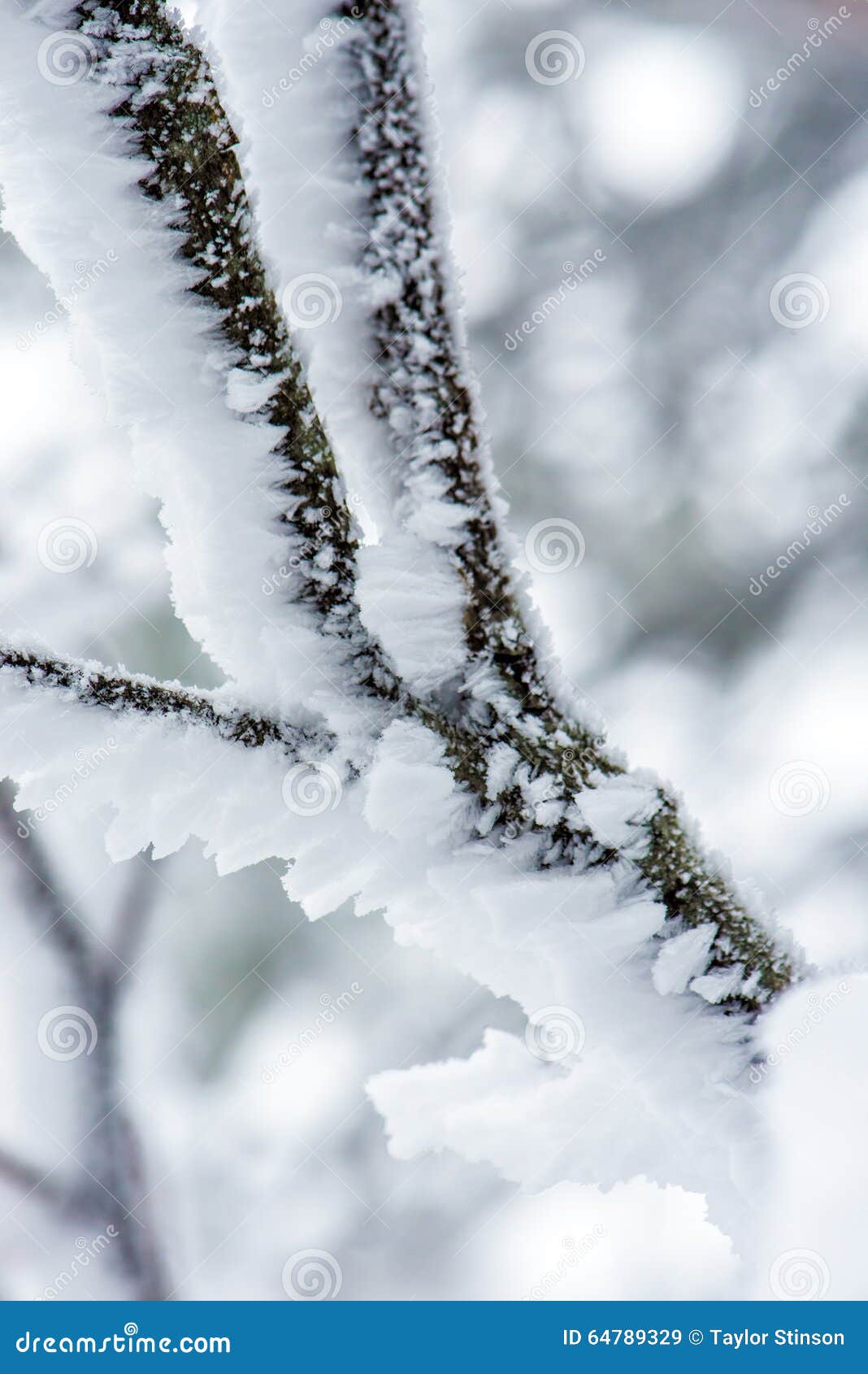 Snow Collected on a Branch stock image. Image of point - 64789329