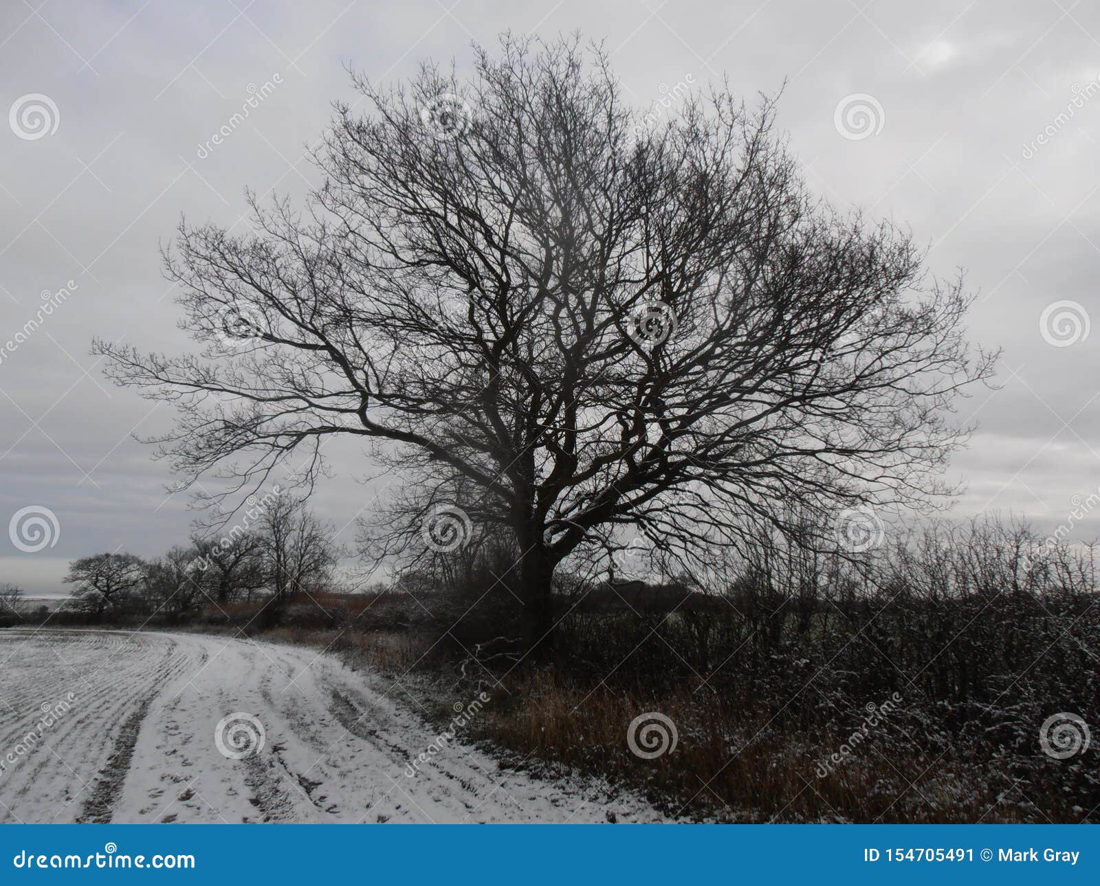 A Cold Oak in Winter stock image. Image of winter, countryside 154705491