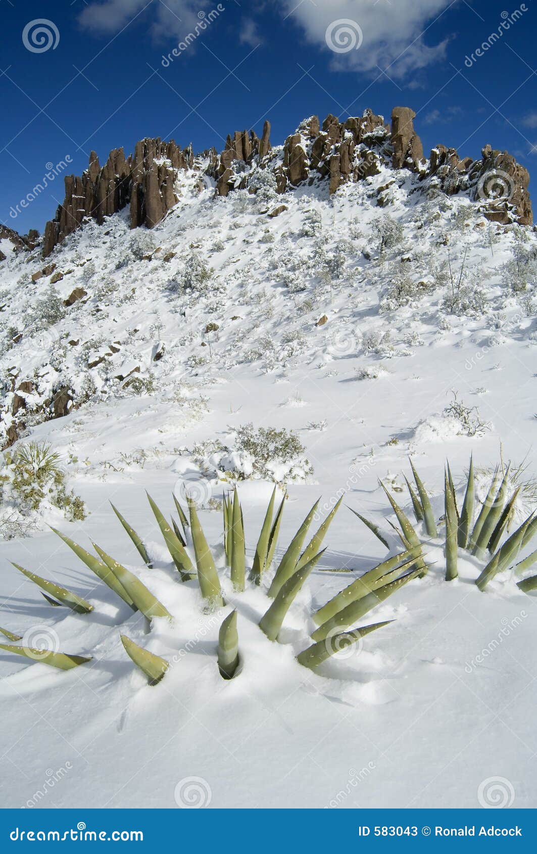 Snow covered Agaves stock image. Image of high, adventure 583043