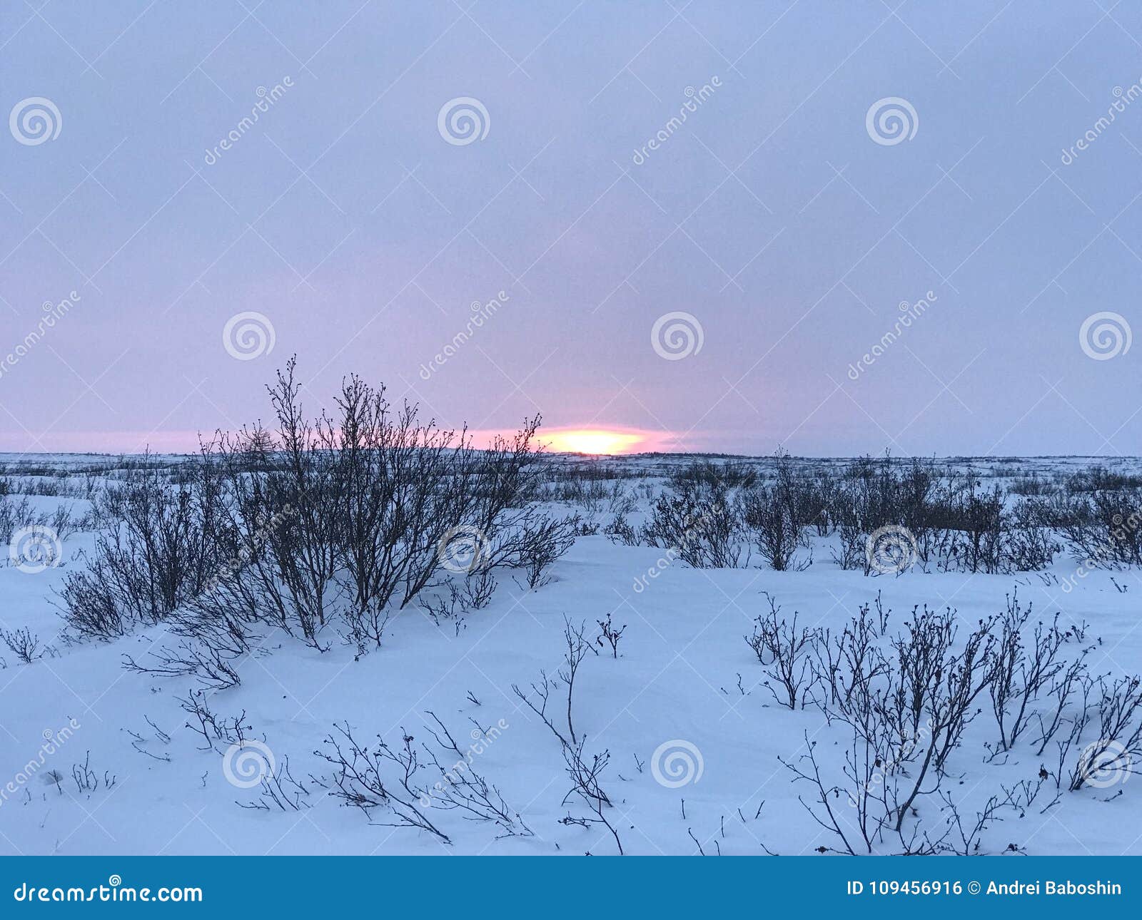 arctic tundra sunset in winter snow and shrubs