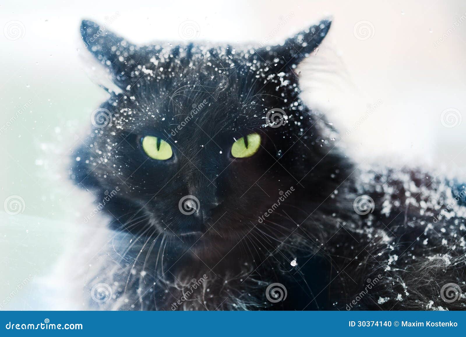 Snow covered black cat stock photo. Image of cold, nature 30374140