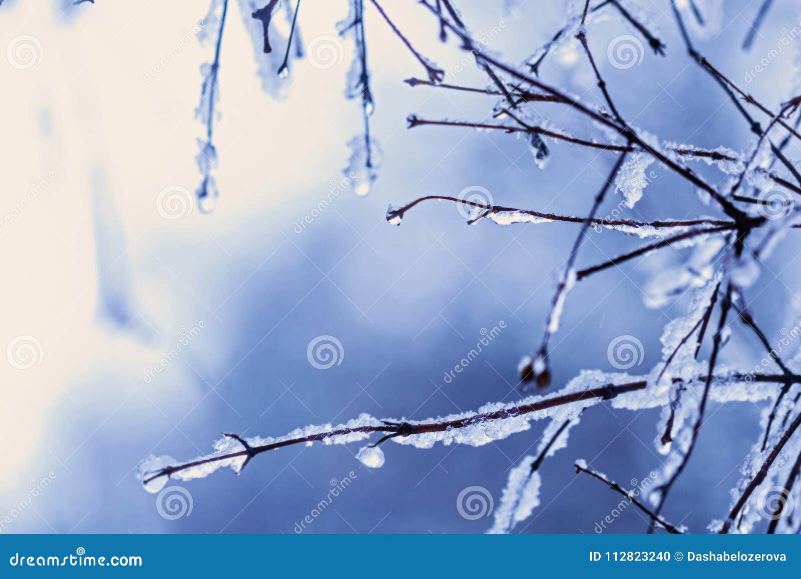 Snow-covered Branches with Drops for Inspiration Mood Stock Photo ...