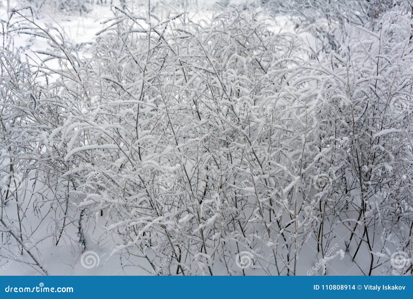 snow-covered branches in winter snow branches ranches