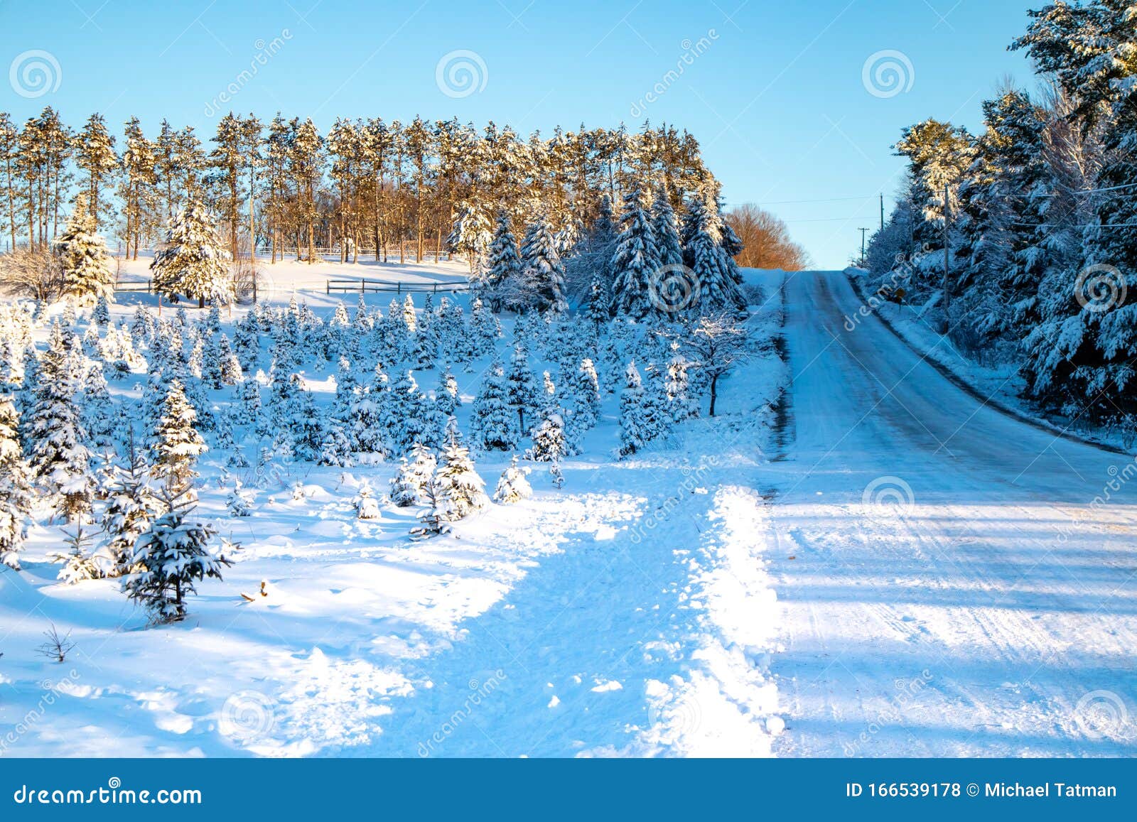Snow Covered Christmas Tree Farm in December Stock Photo Image of