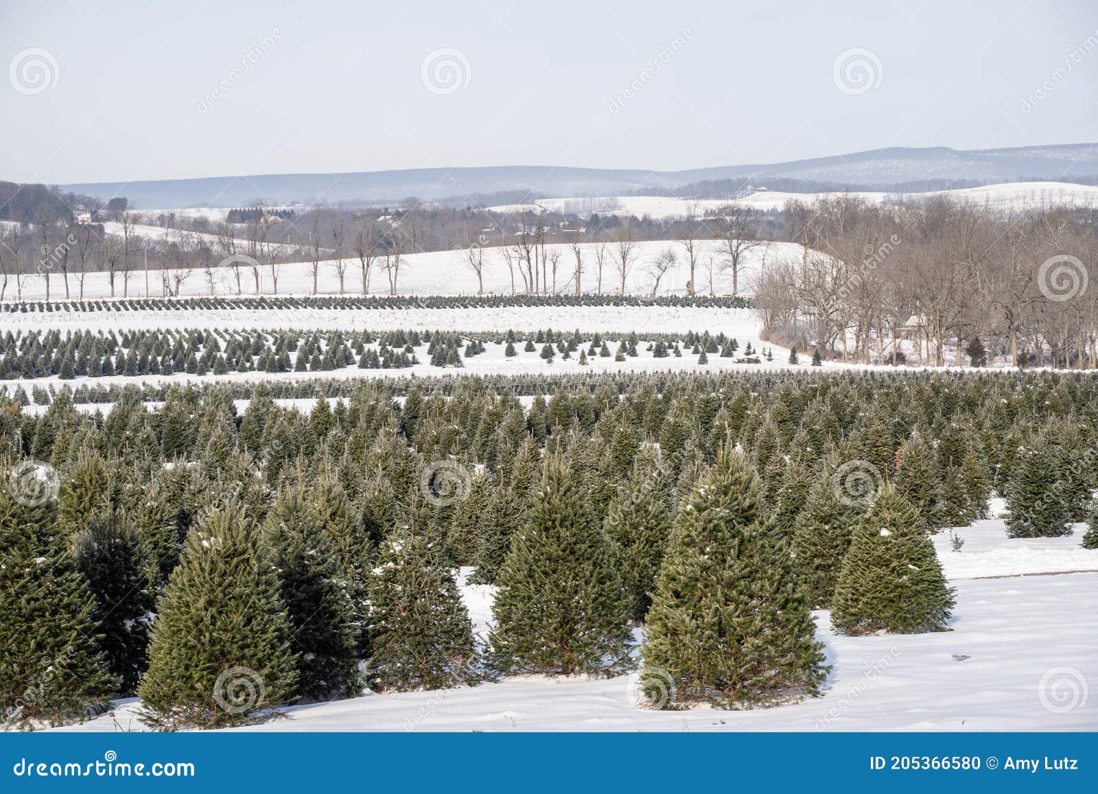 Snow Covered Christmas Trees at Local Tree Farm Stock Photo Image of