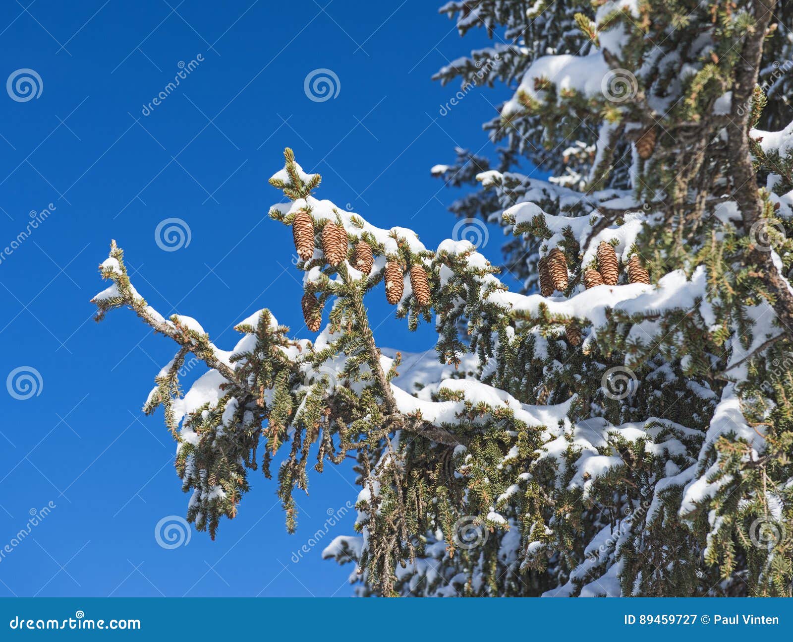 snow covered conifeous pine tree with cones