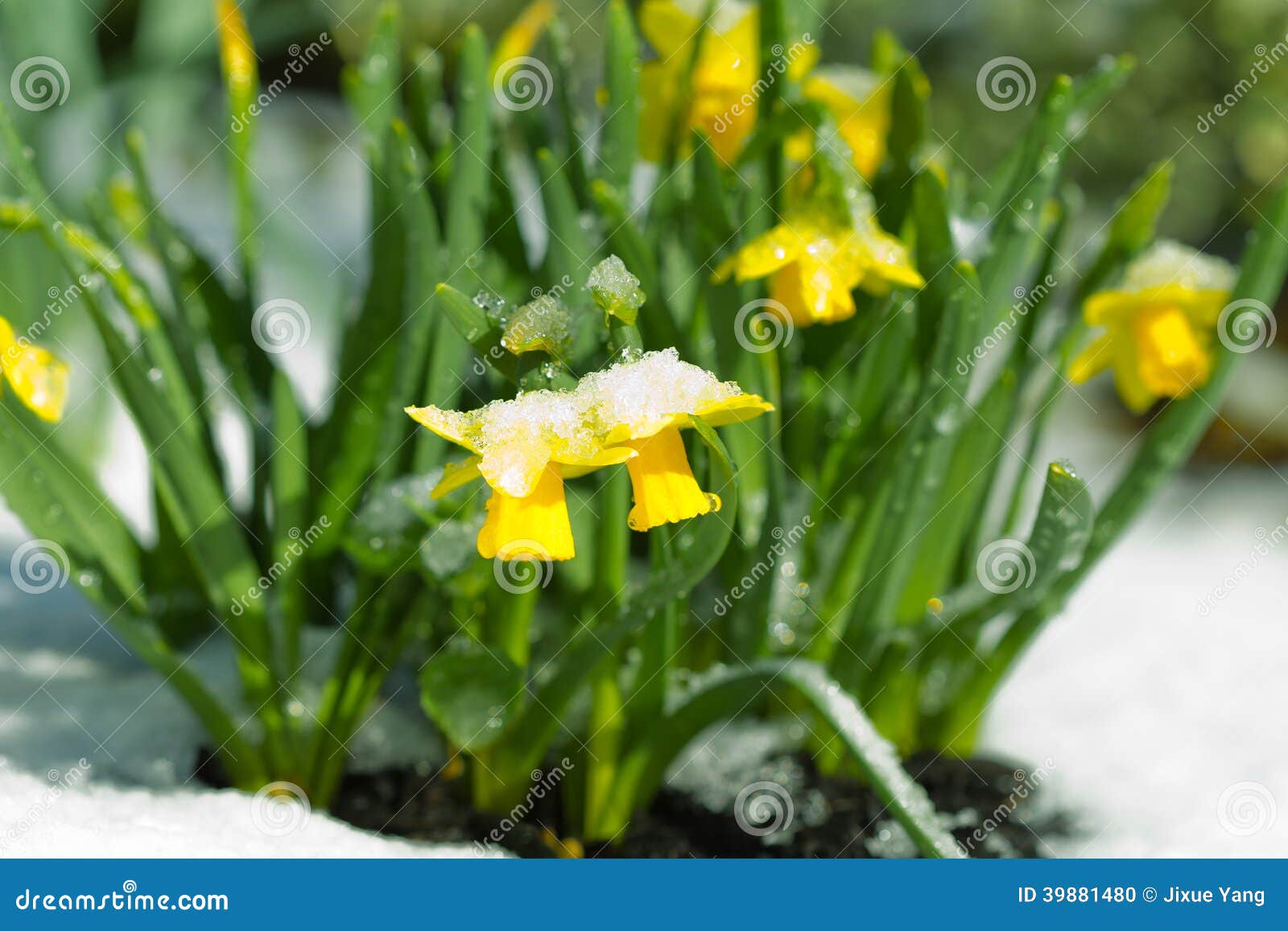 Snow Covered Daffodil stock photo. Image of petal, white 39881480