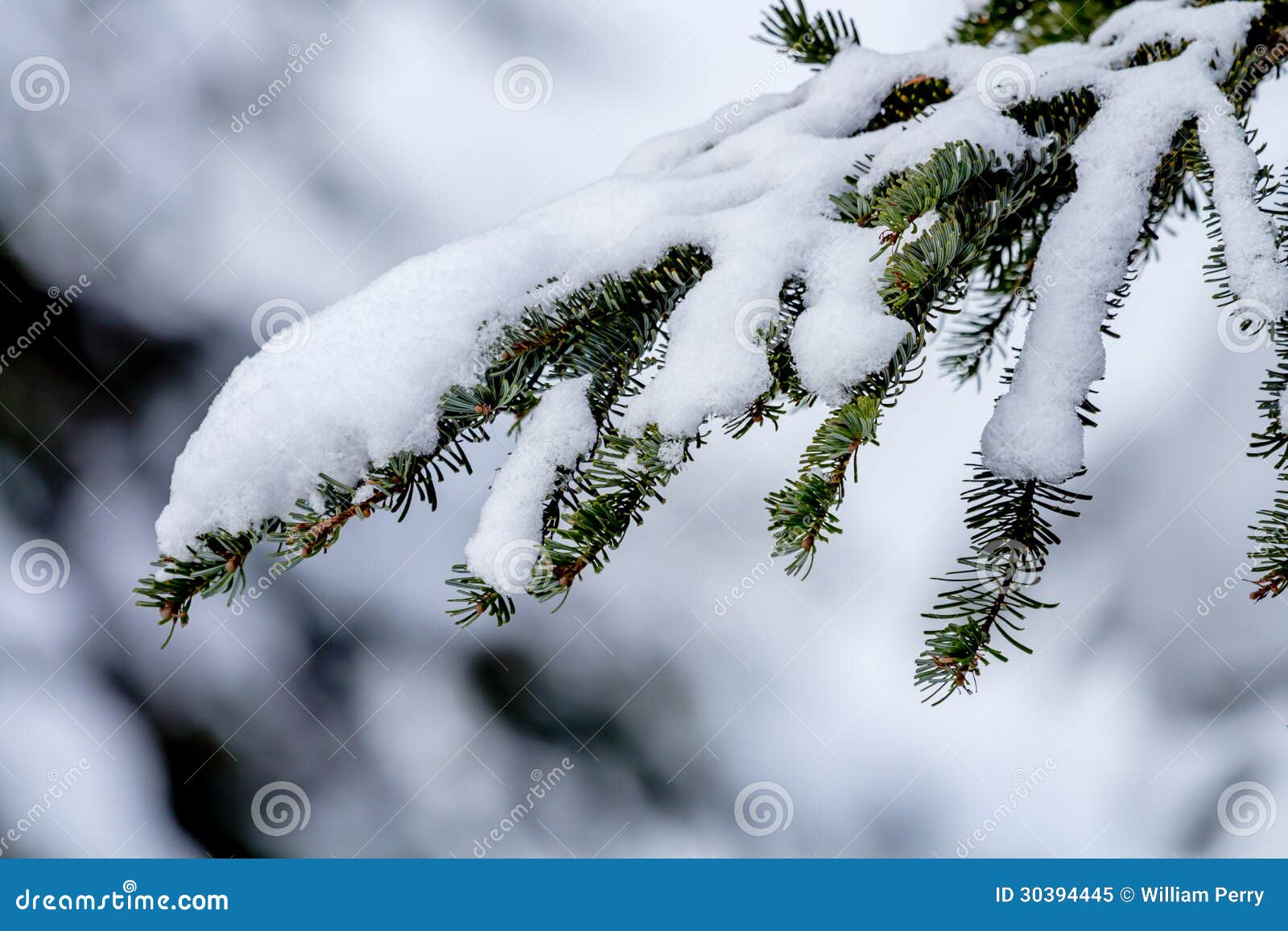 Evergreen Branches Covered In Snow Stock Photo - Download Image