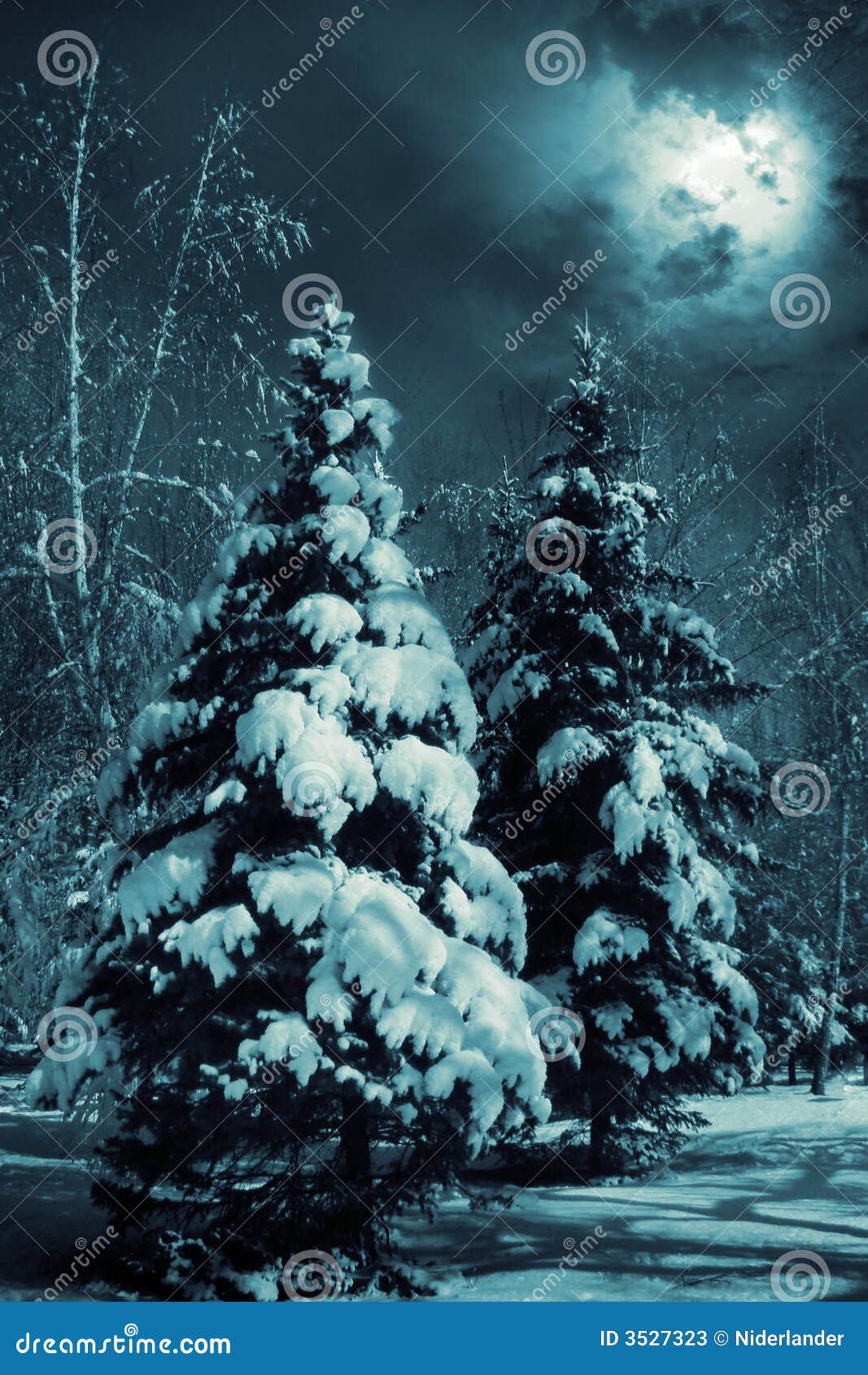 snow-covered evergreens