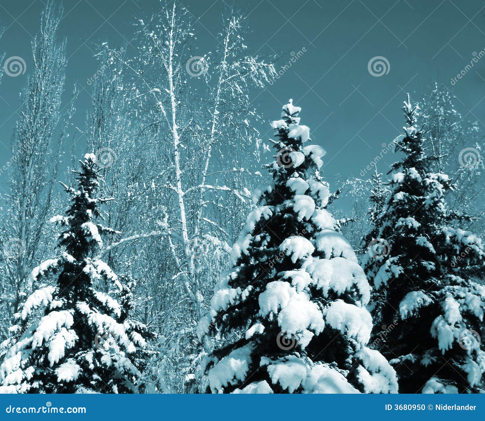 snow-covered evergreens
