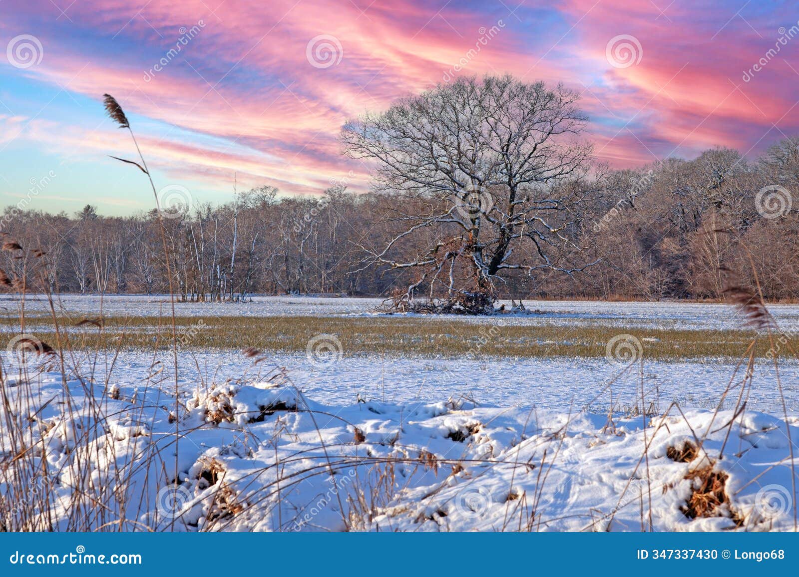 snow-covered field with a lone tree and vibrant sky, creating a dramatic and serene winter landscape