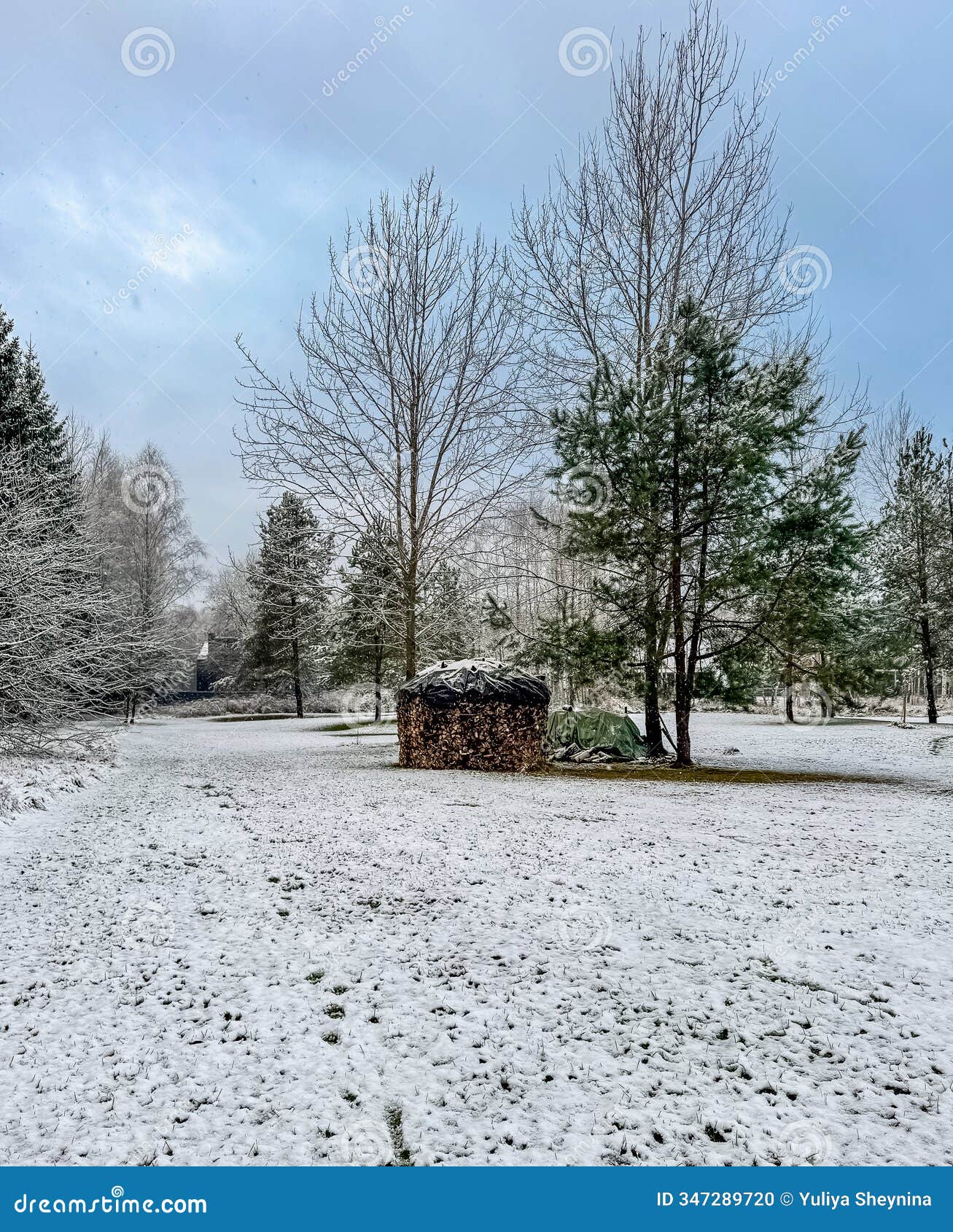 snow-covered field with stacked firewood and trees under a blue winter sky