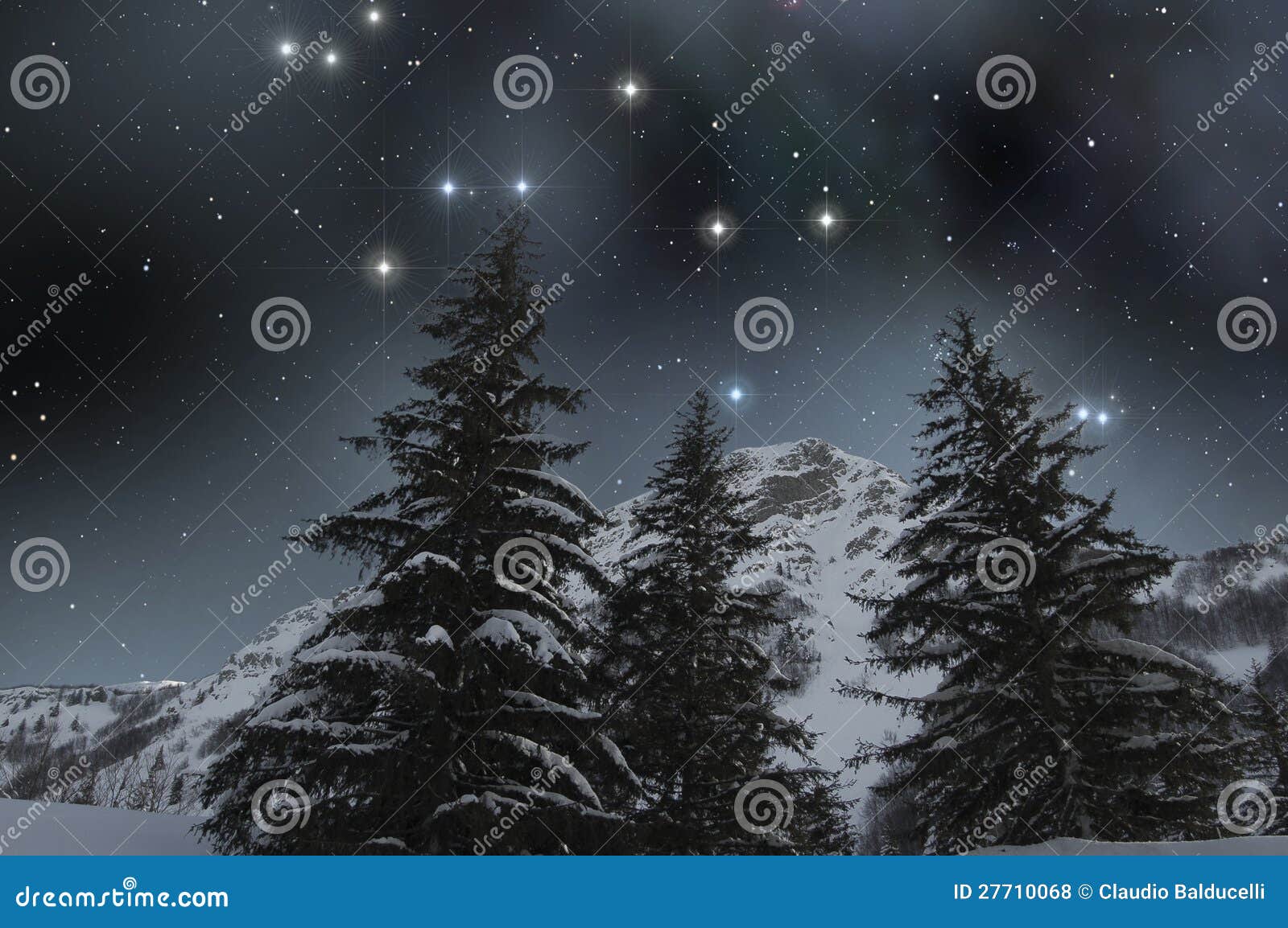 snow covered firs under a starry sky