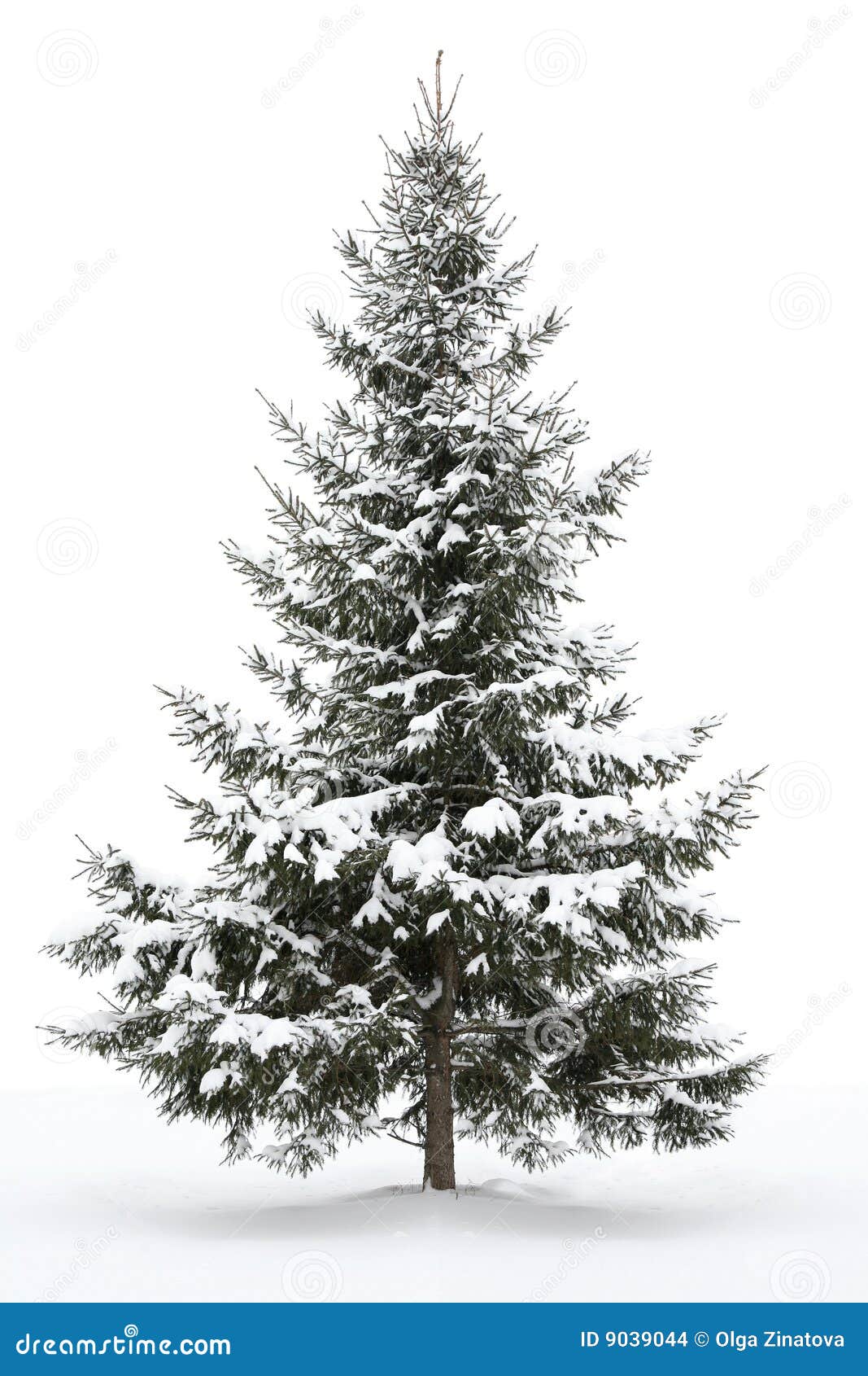 snow-covered fur-tree