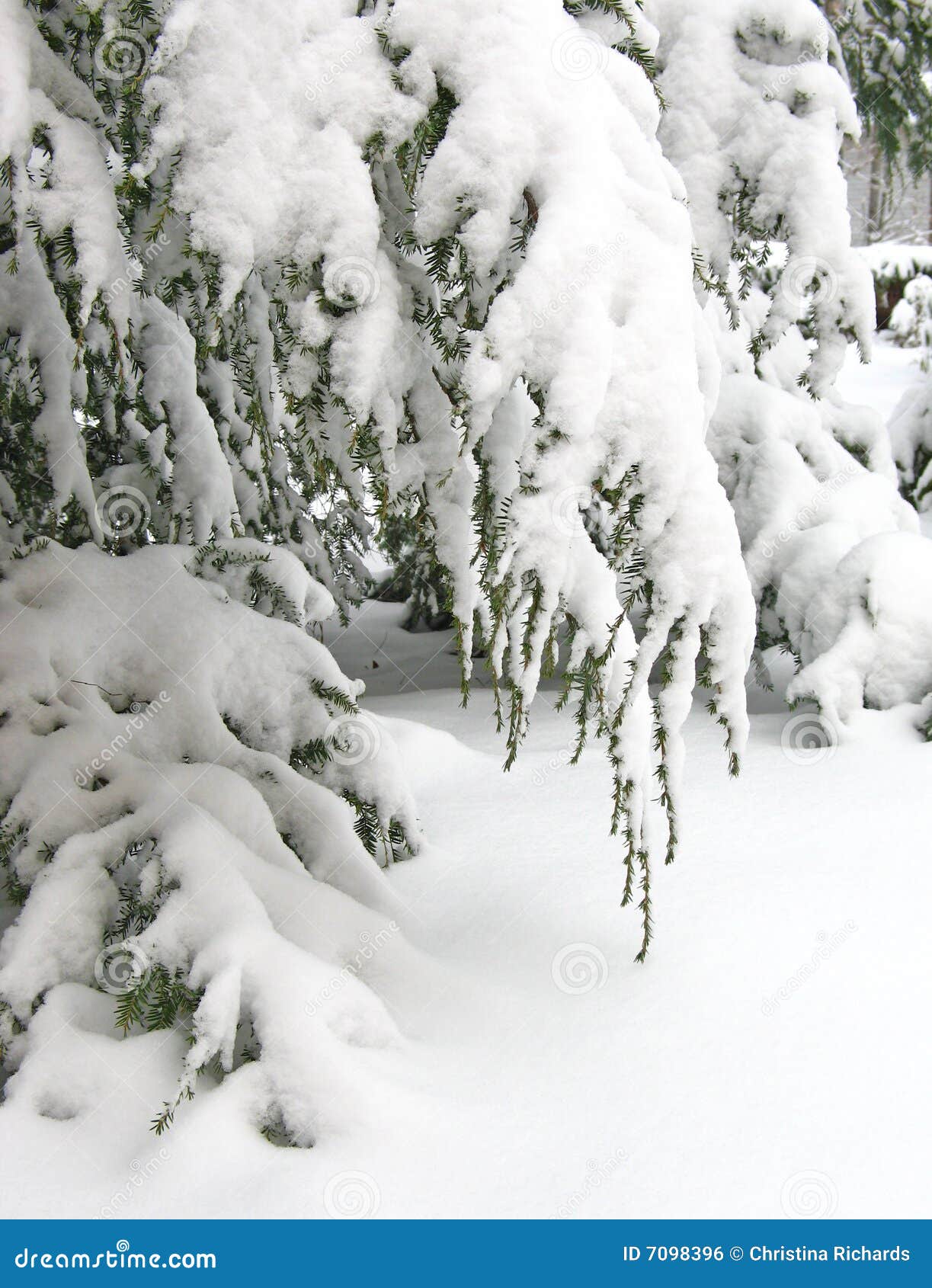 Snowcovered Hemlock Branches Stock Photo Image of snow, beauty 7098396