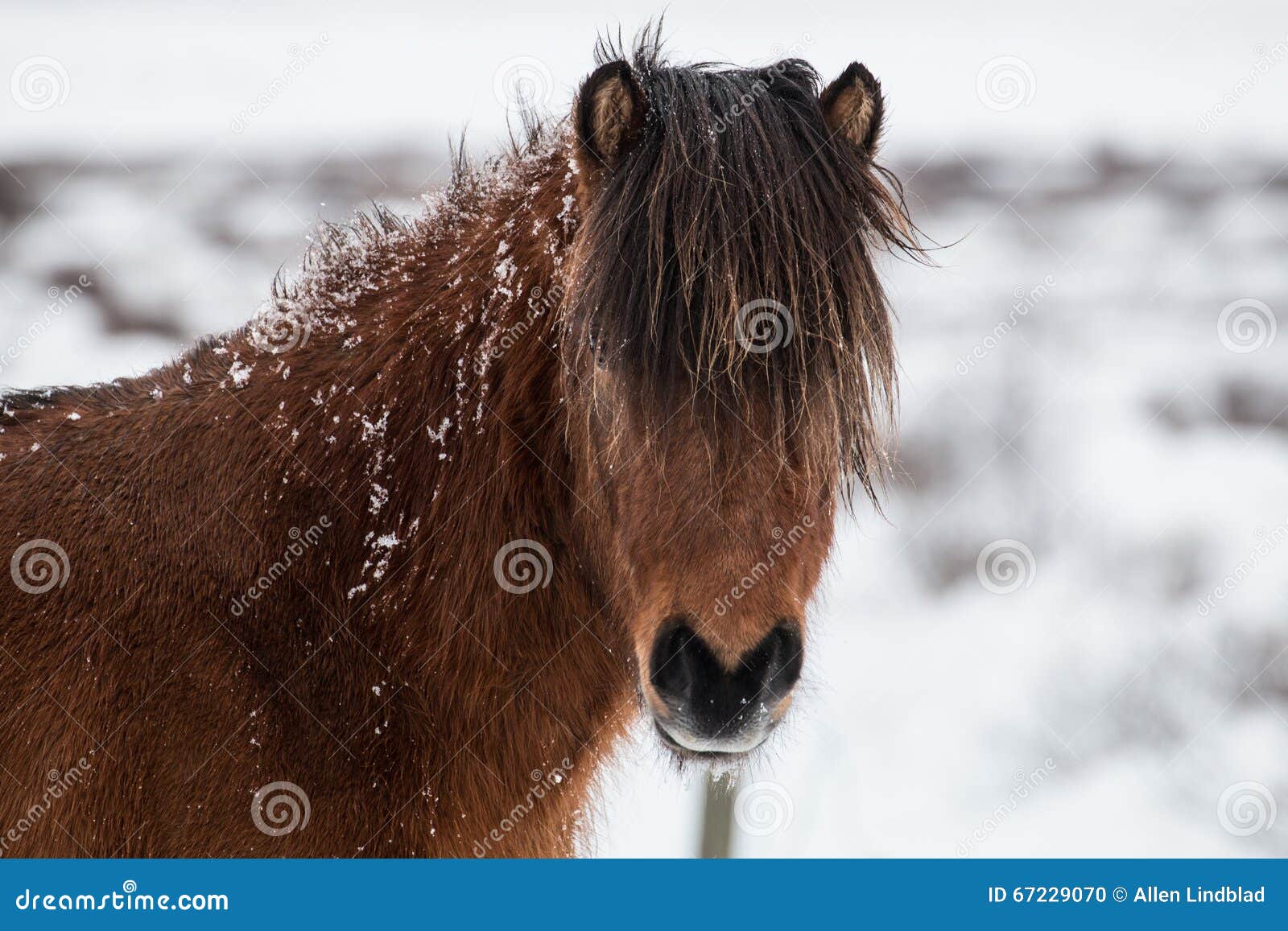 snow covered icelandic horse
