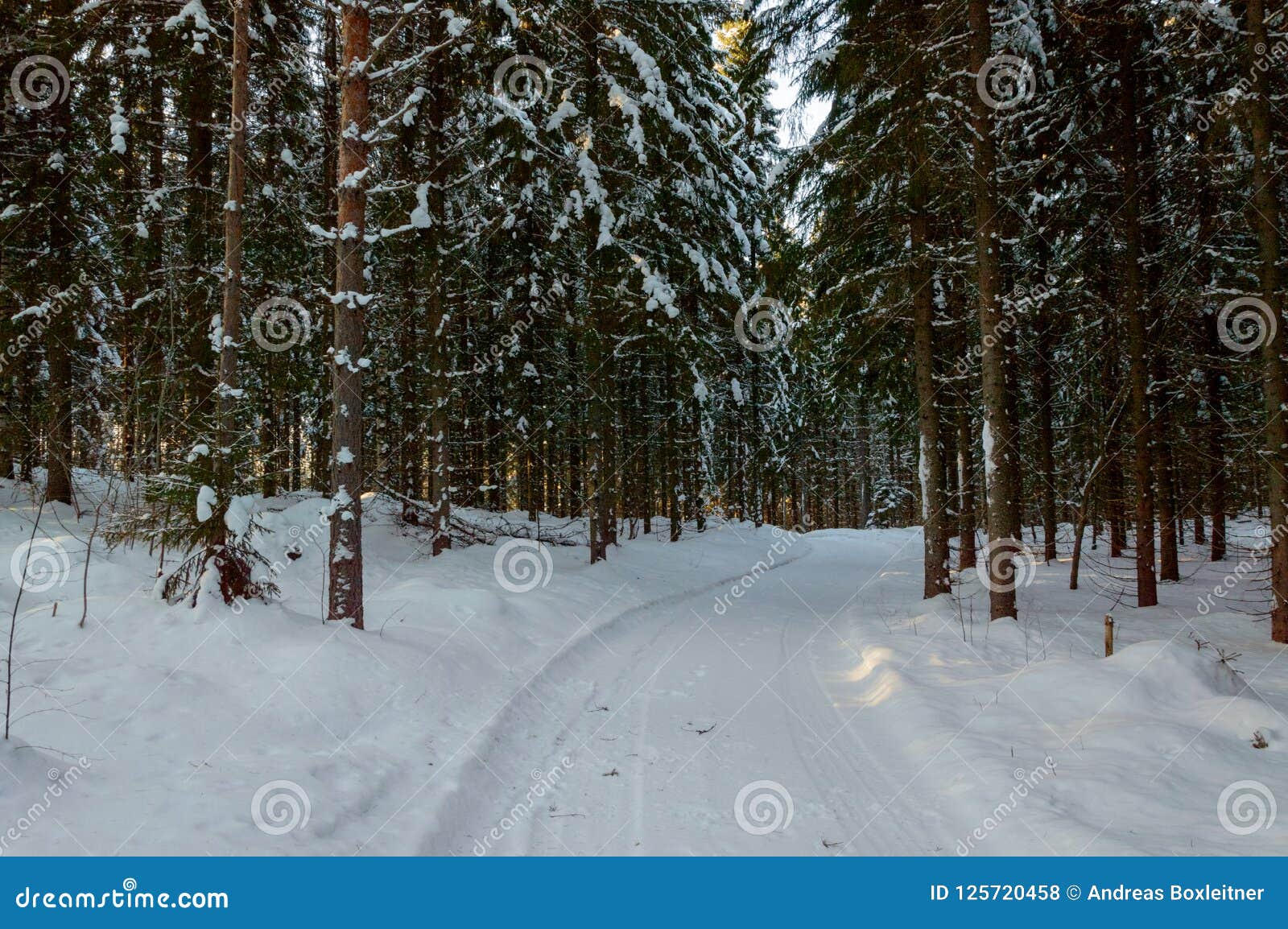 Snow Covered Path in Scandinavian Winter Forest Stock Photo - Image of ...