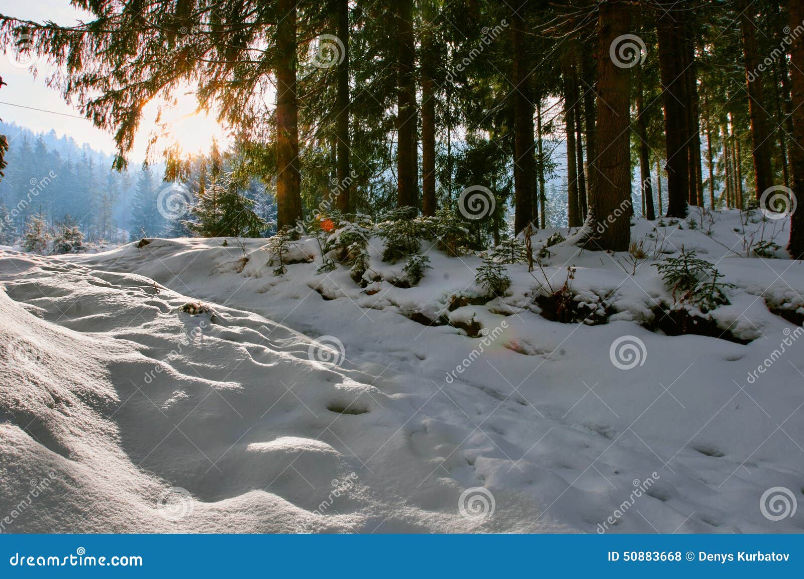 Snow covered path stock photo. Image of frozen, forest - 50883668