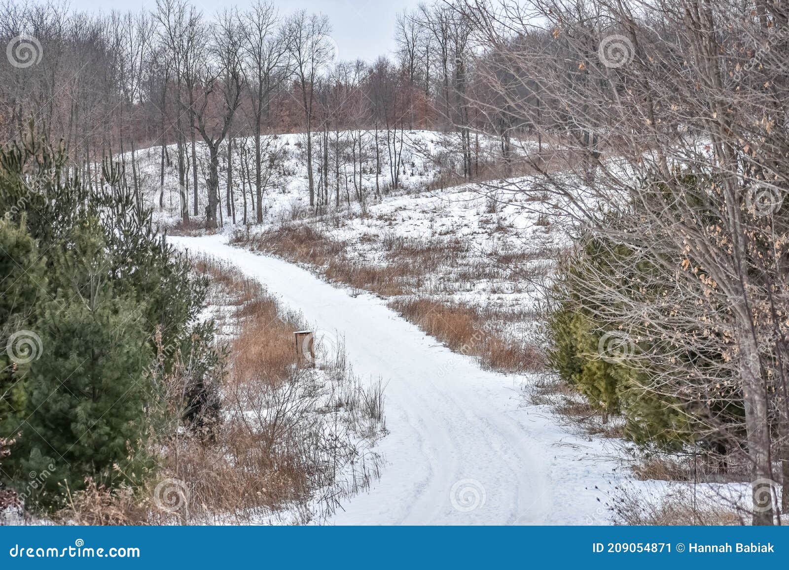 snow covered pathway through nature conservancy