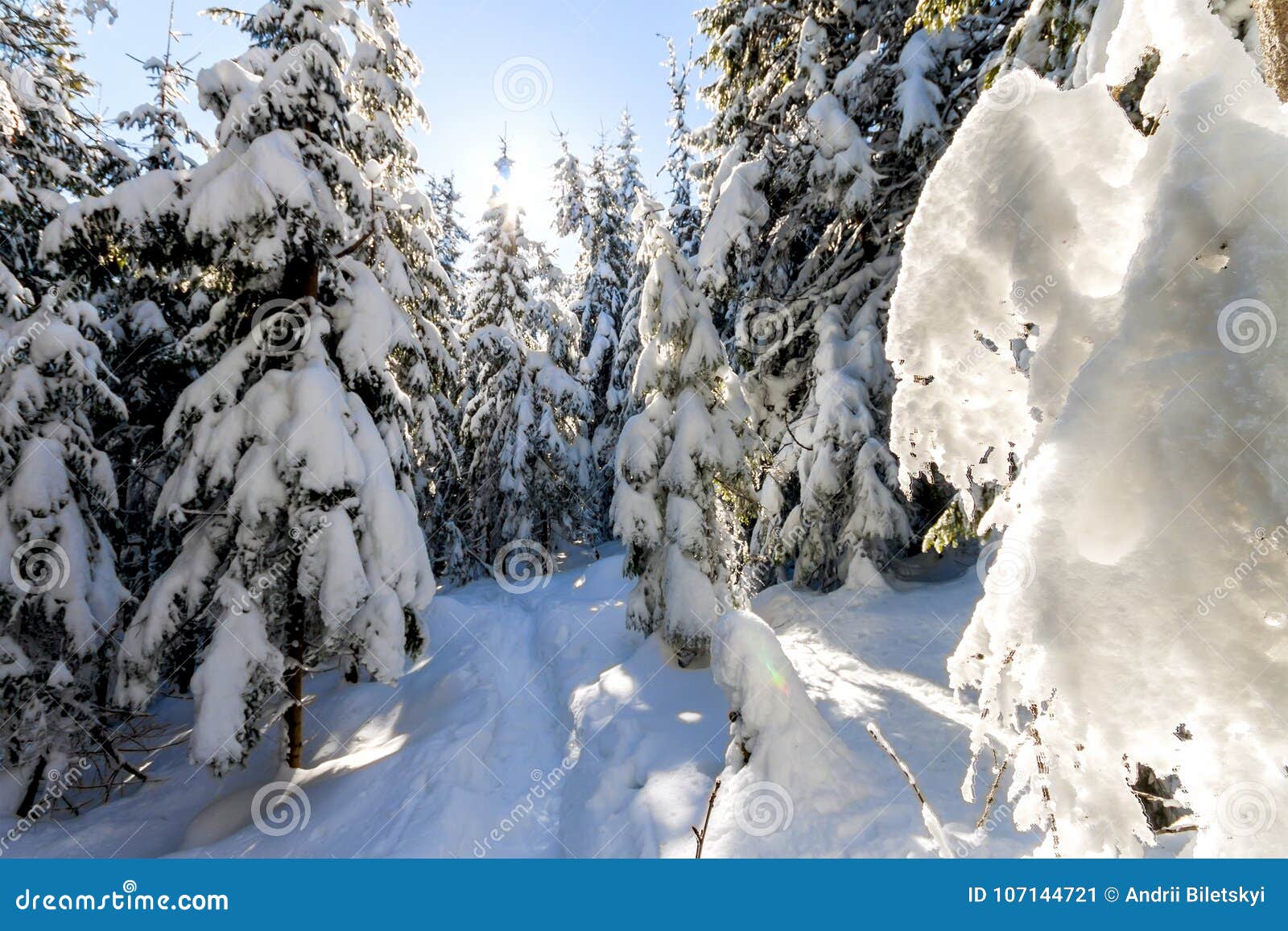 Snow Covered Pine Trees In Carpathian Mountains In Winter ...
