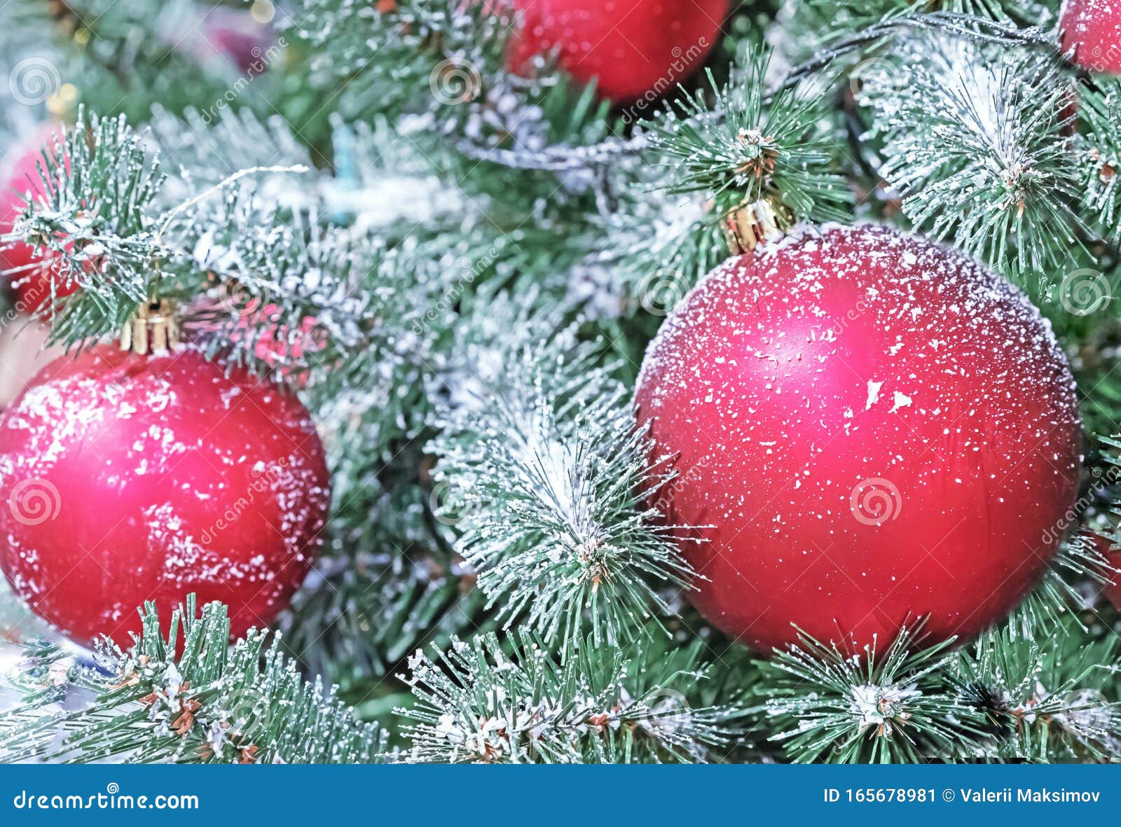 Snowcovered Red Christmas Balls on a Christmas Tree Stock Image