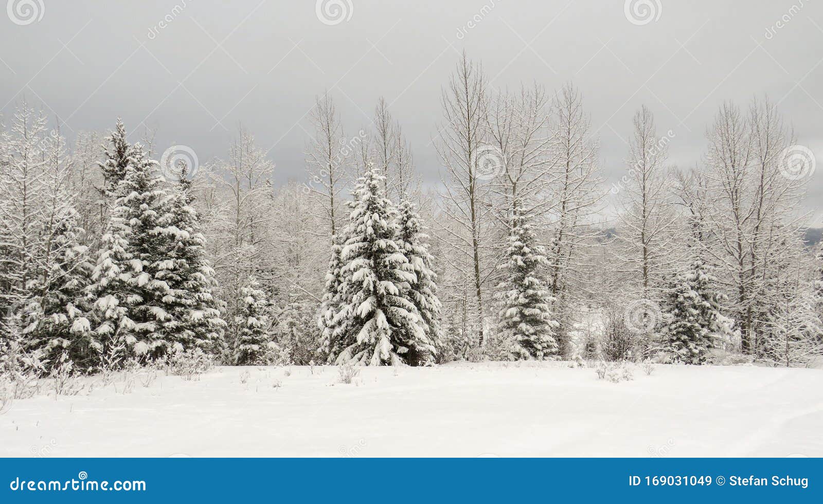 Snow Covered Spruce and Cottonwood Trees in Winter Stock Image Image
