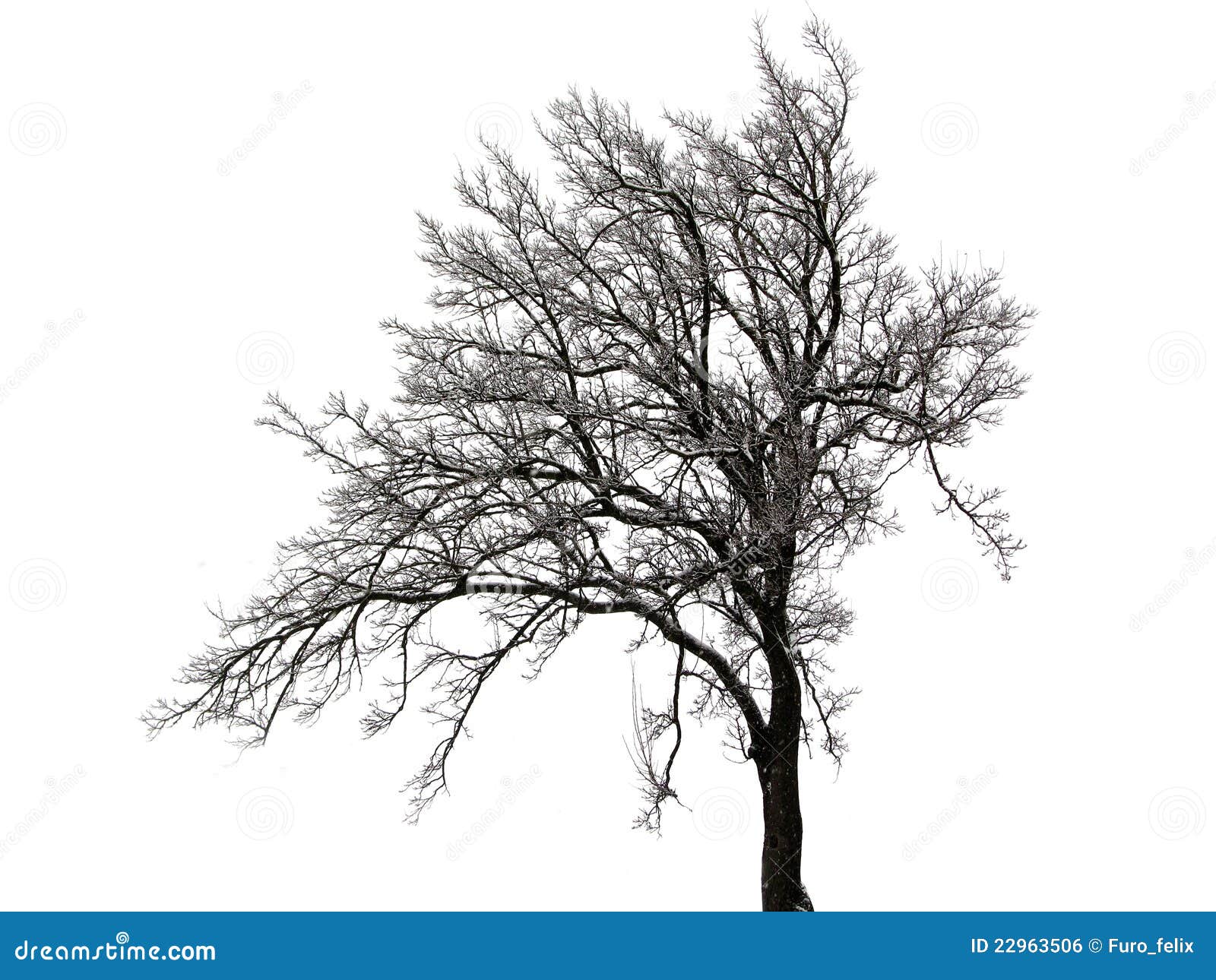 Snow covered tree stock photo. Image of thick, landscape - 22963506