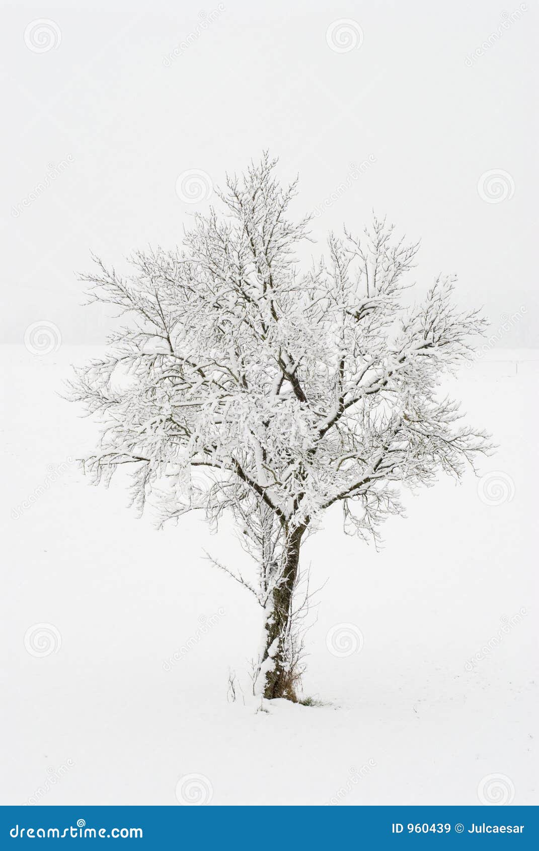 Snow-covered tree stock image. Image of winter, snow, snowy - 960439