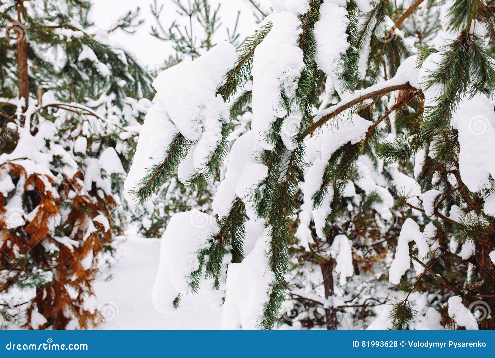 Snowcovered Tree Branch at Sunset Stock Photo Image of dawn, blue