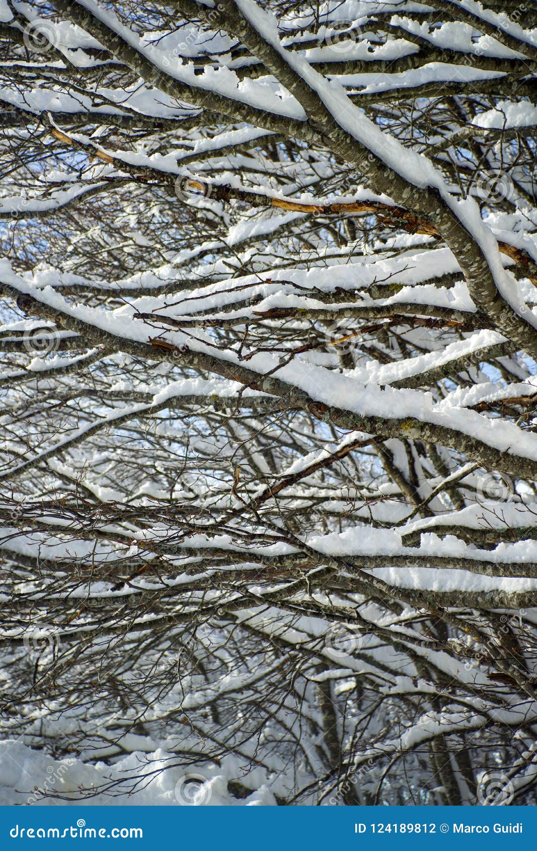 Snowcovered tree branch stock photo. Image of beauty 124189812