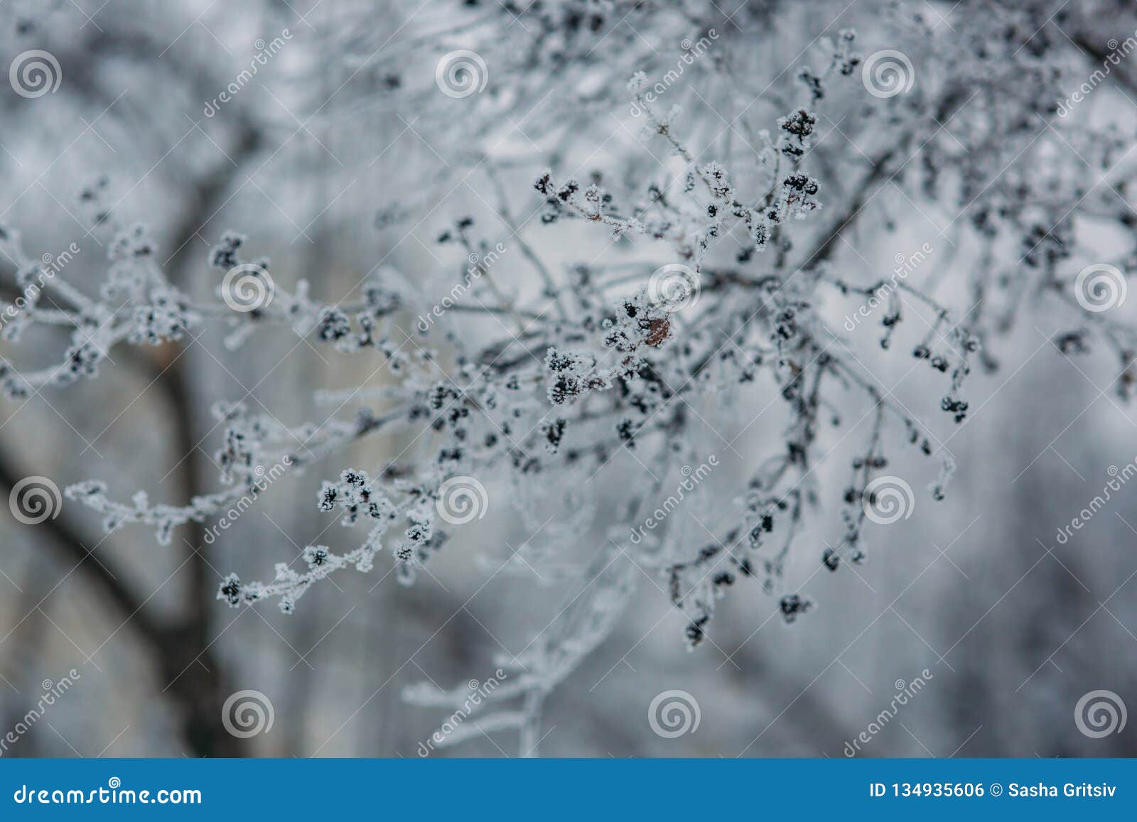 Snow Covered Tree Branches. Close Up Stock Photo - Image of season ...