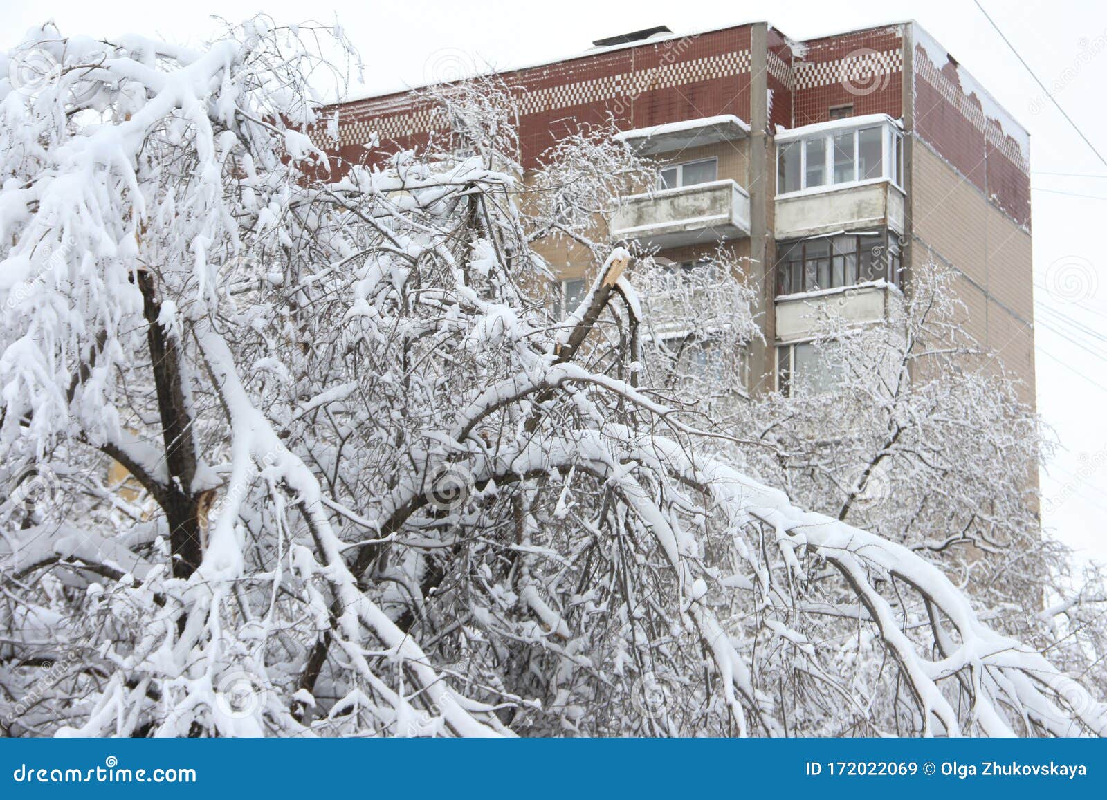 snow-covered trees. broken tree from the snow