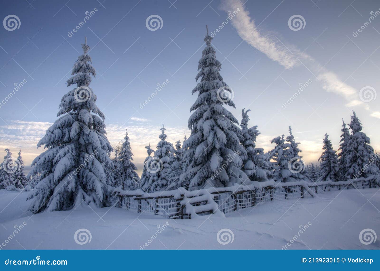 snow covered trees before dark
