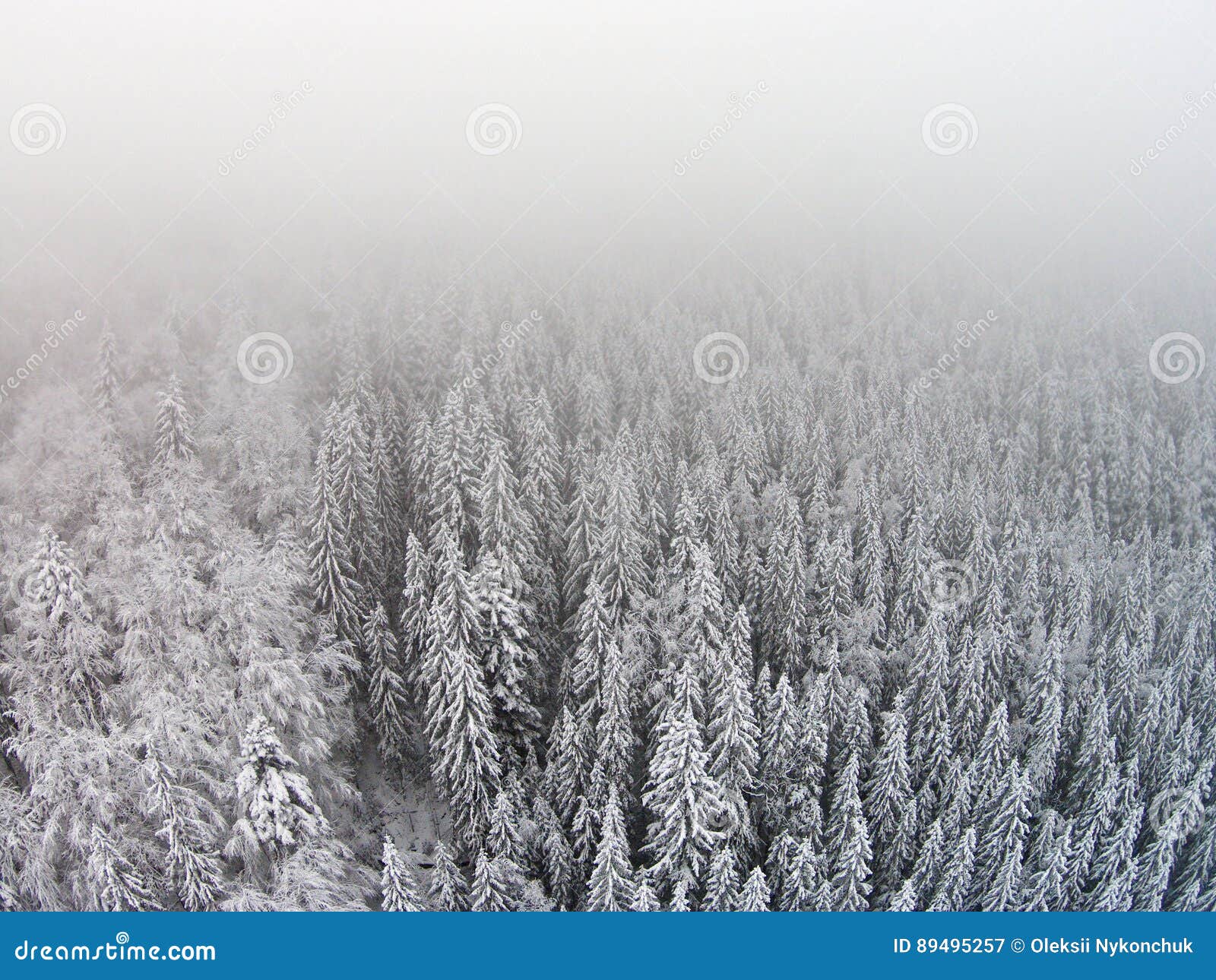 Snow-covered Trees In A Mountainous Area During A Fog ...