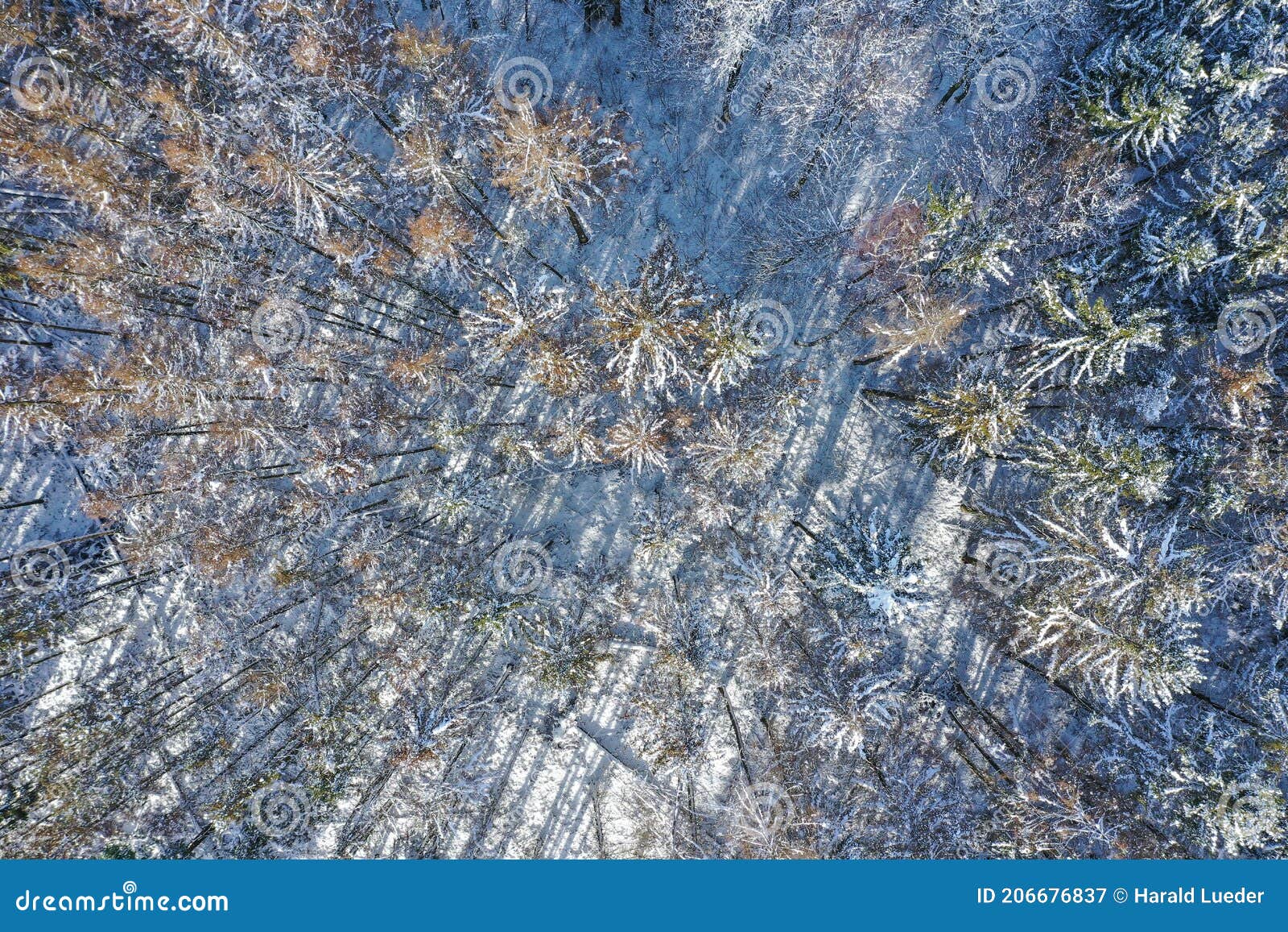 snow-covered trees in the taunus / germany from above